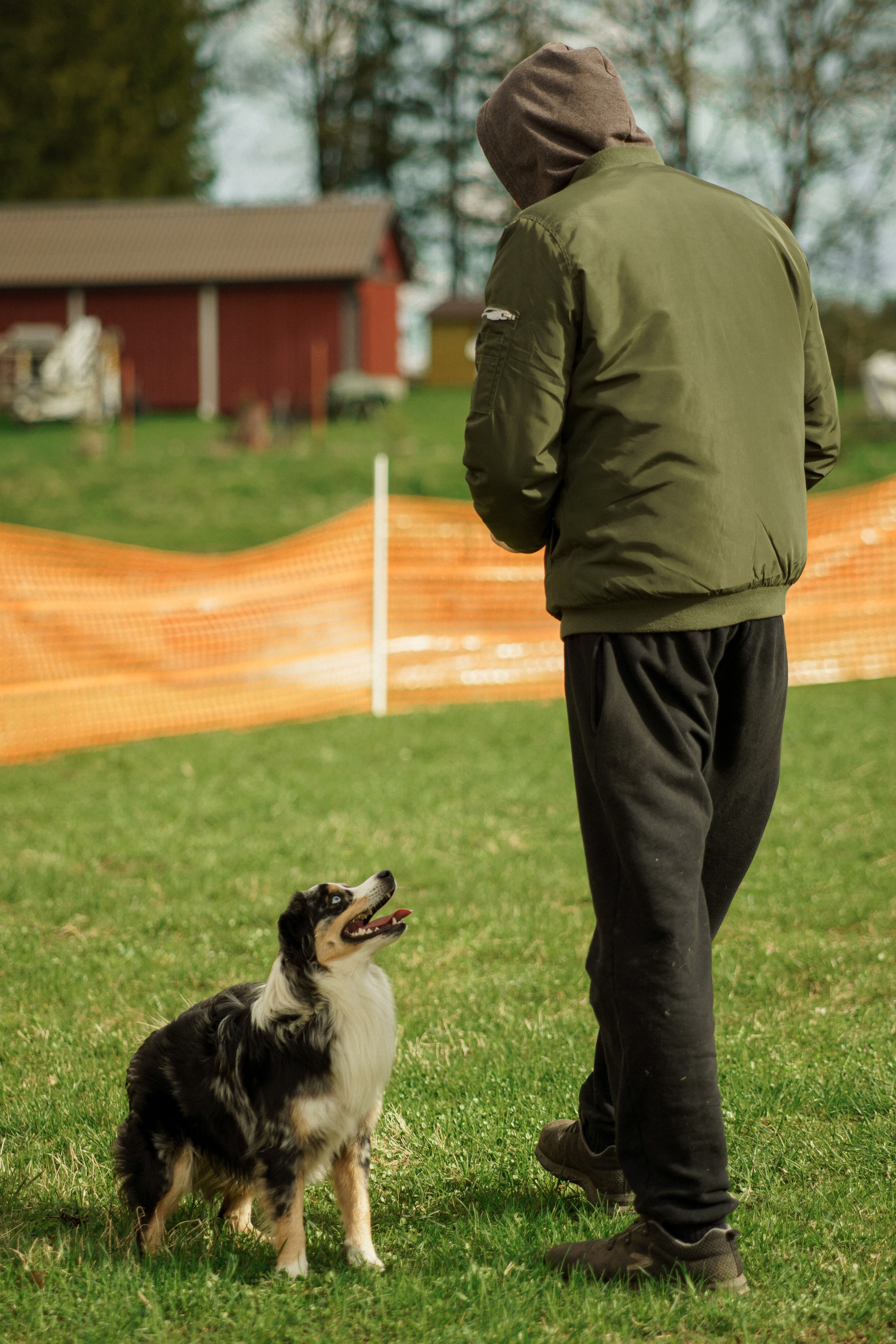 Herding Days, 26 apr. 2025. Kat Laisaar — Pet photographer in Tallinn
