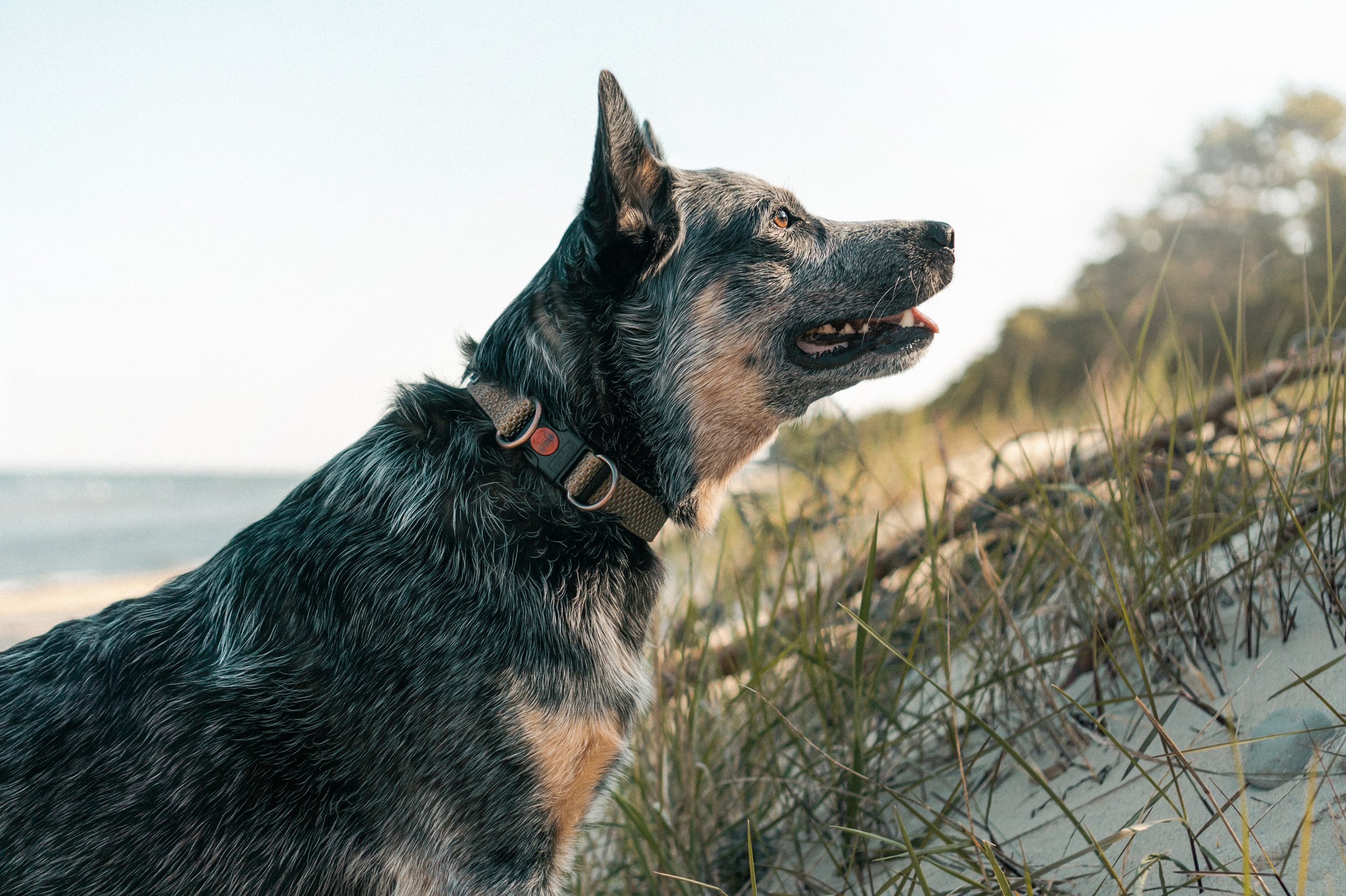 Oskar, Maria & Dmitrii. Kat Laisaar — Pet photographer in Tallinn