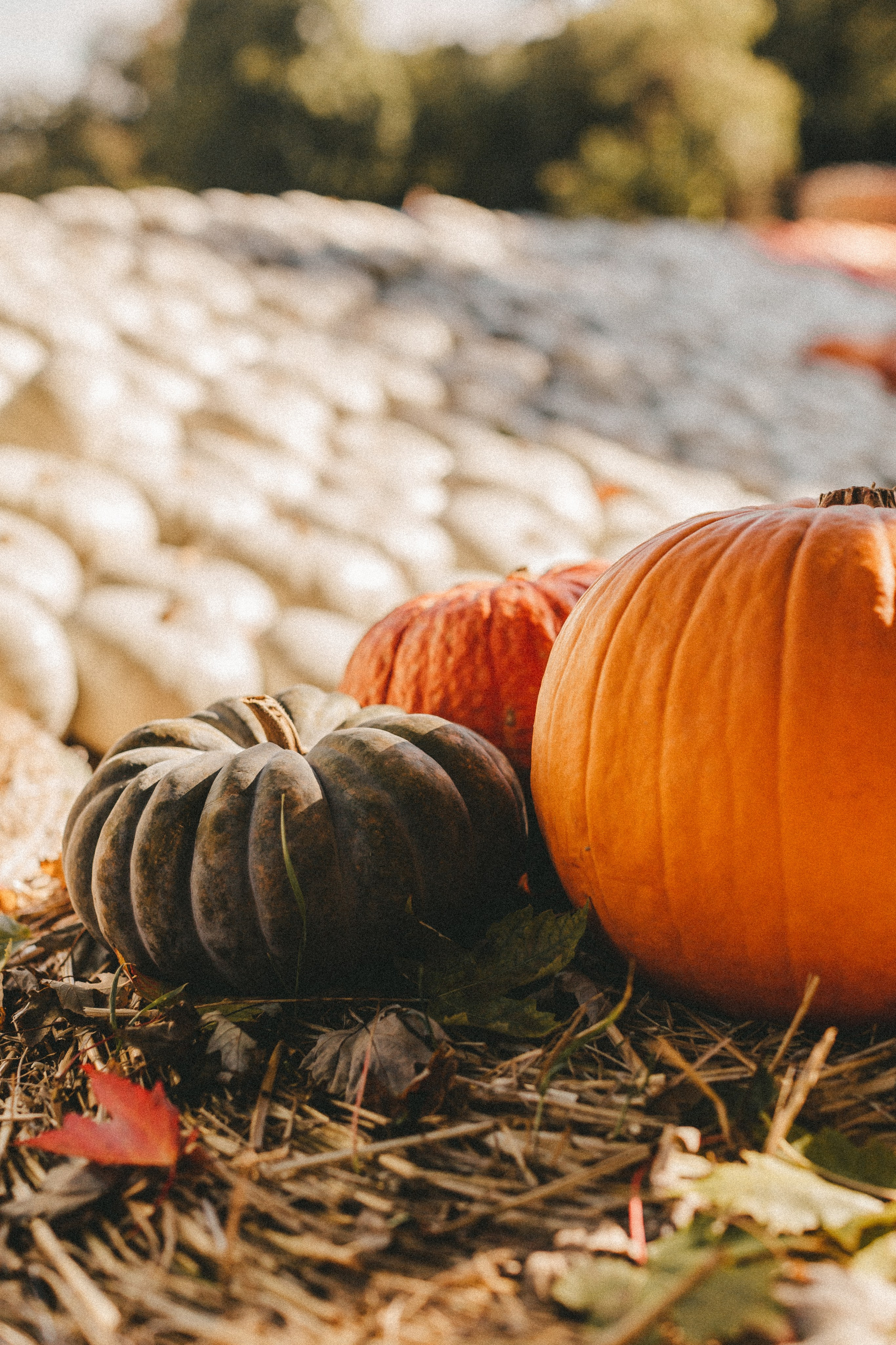 Фестиваль тыкв в Людвигсбурге. Фотограф в Германии — Мария Чистякова
