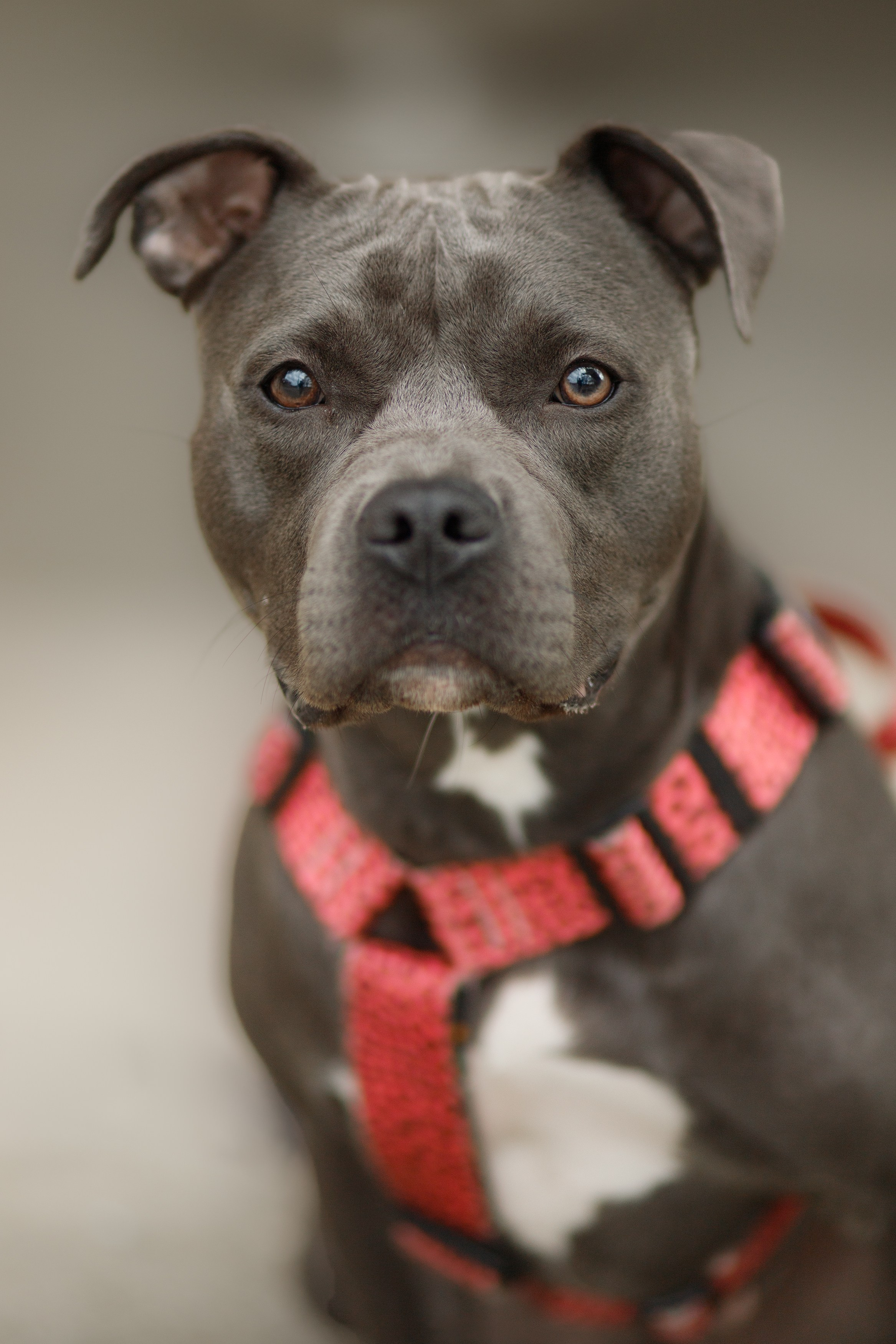 Bombka. Kaja | fotograf we Wrocławiu | ludzie i psy