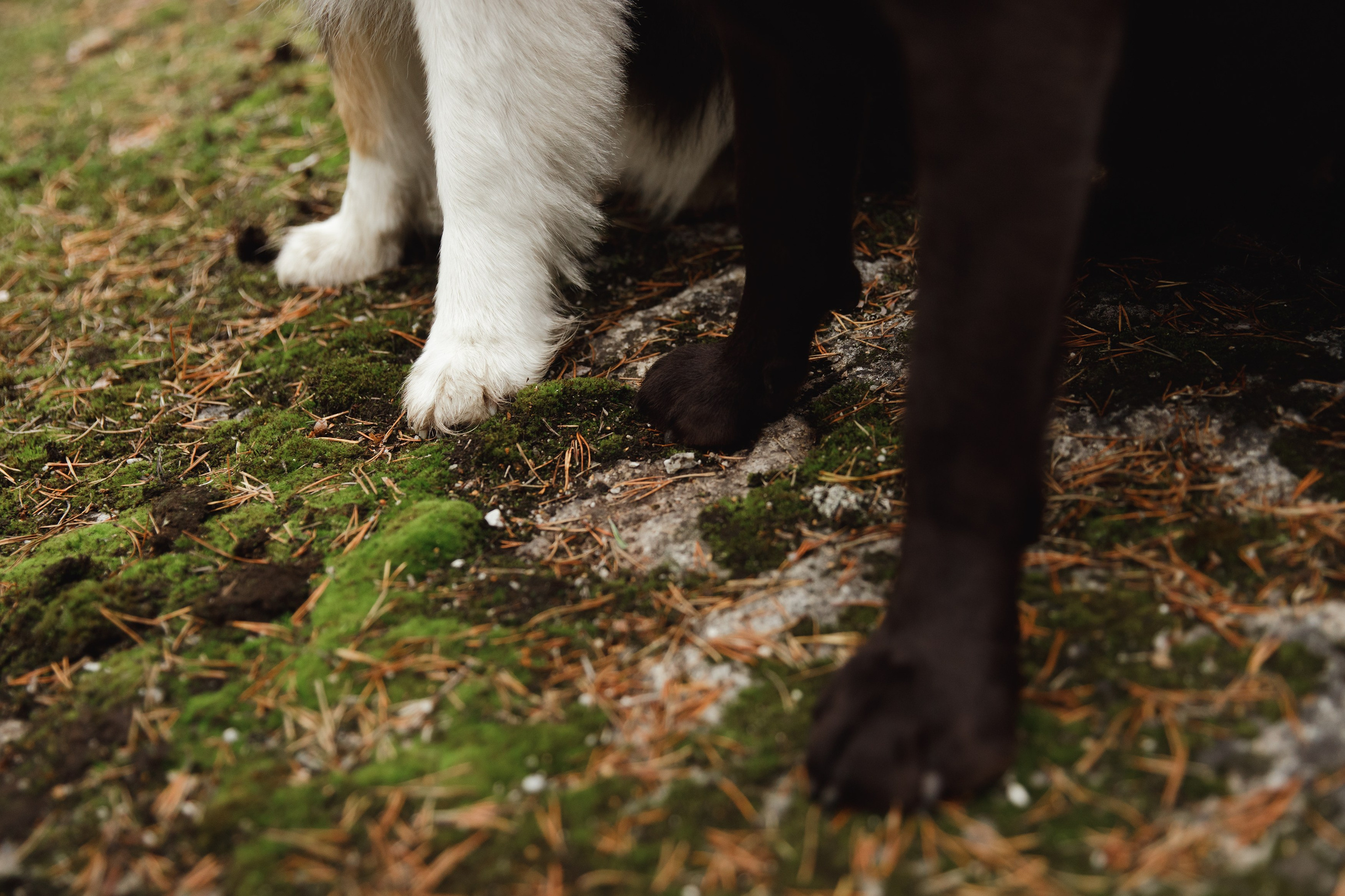Finnish mossy hills. Kaja | fotograf psów we Wrocławiu