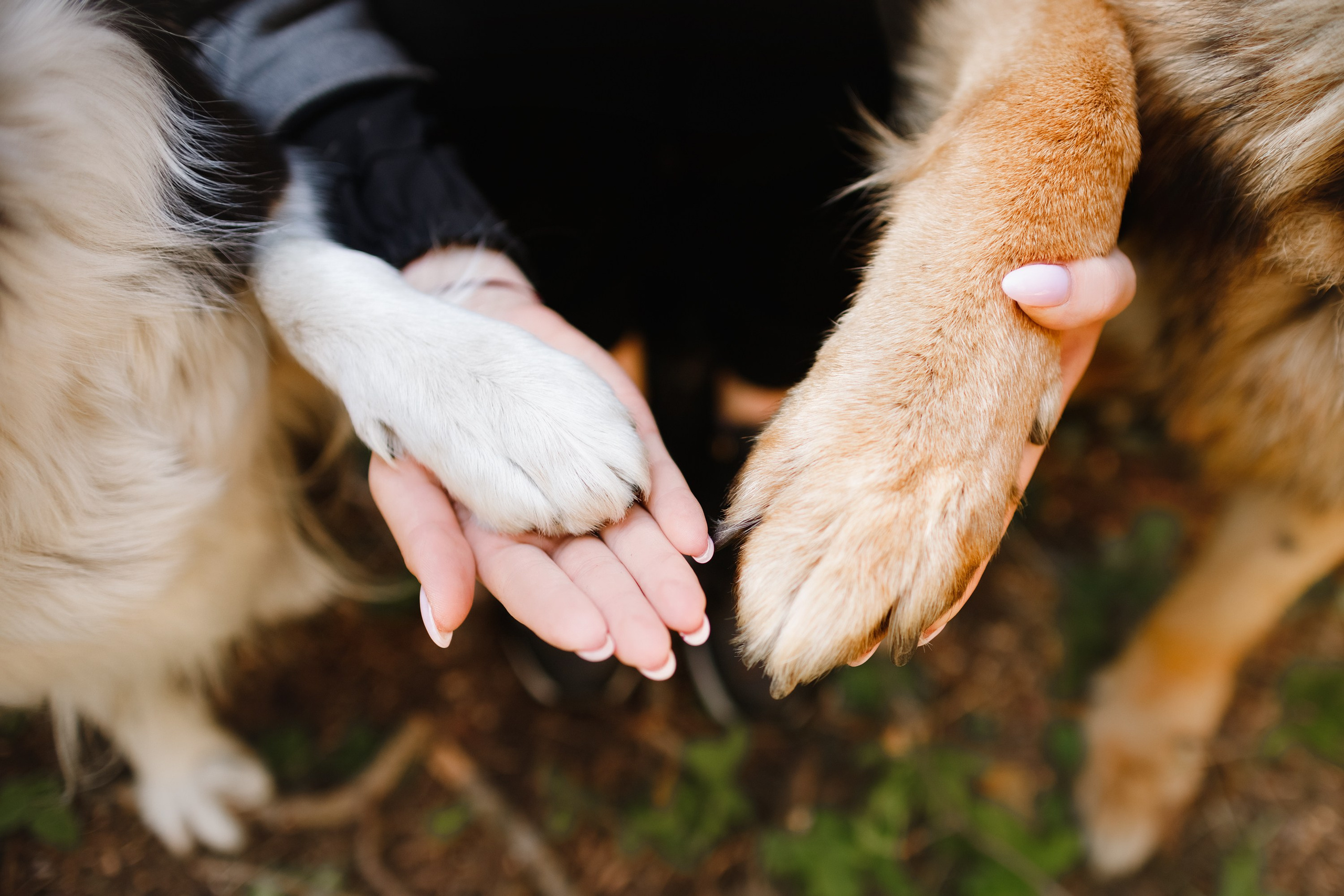 Dog trainer blog content. Kaja | fotograf we Wrocławiu | ludzie i psy