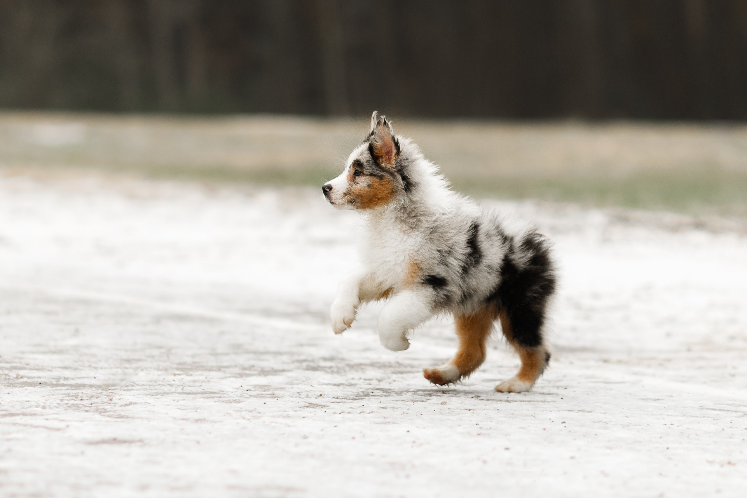 Pack of aussie puppies. Kaja | fotograf psów we Wrocławiu