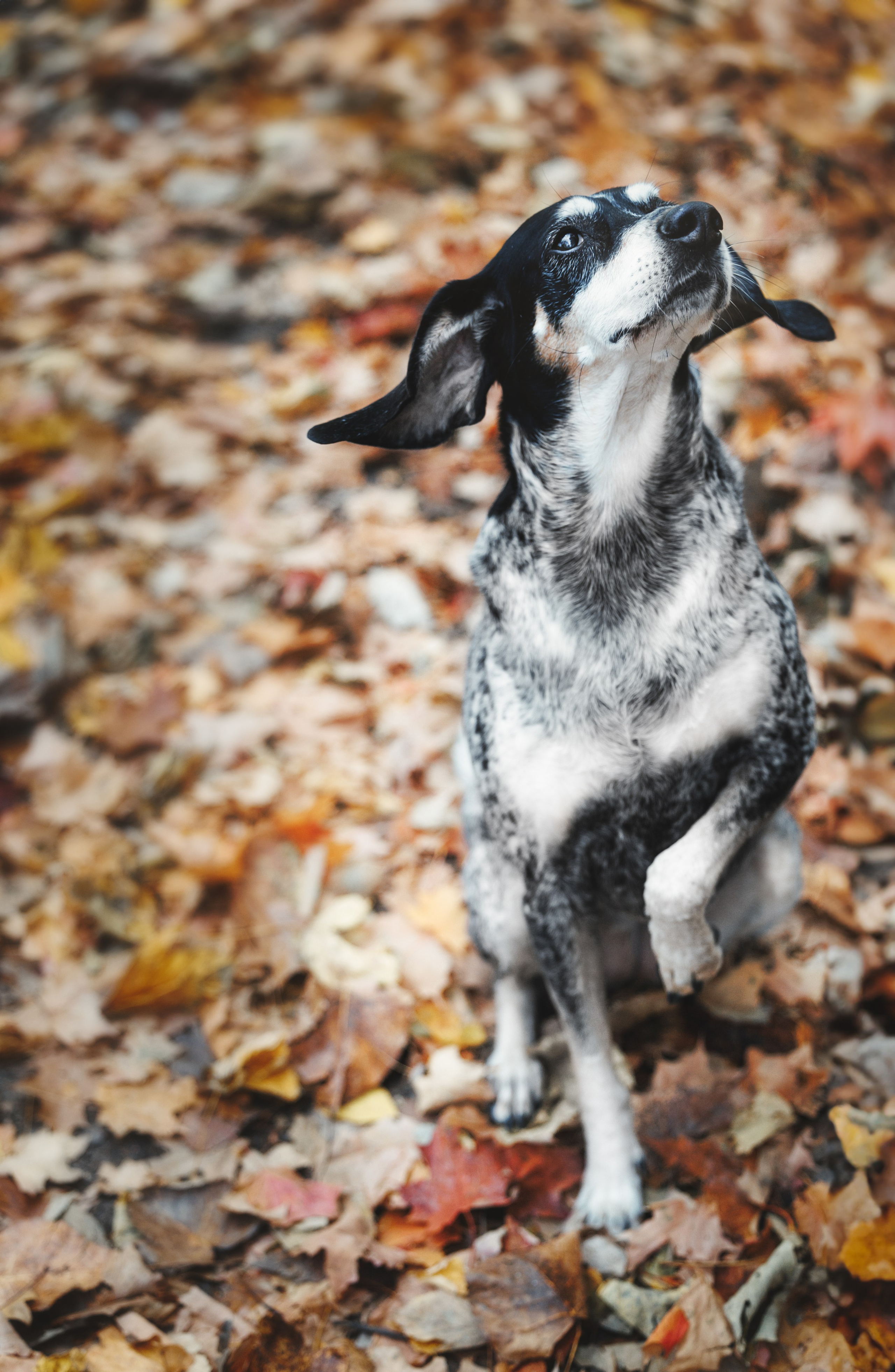 Racer & Delly. Pet Photographer Viktoriya Aleshenko