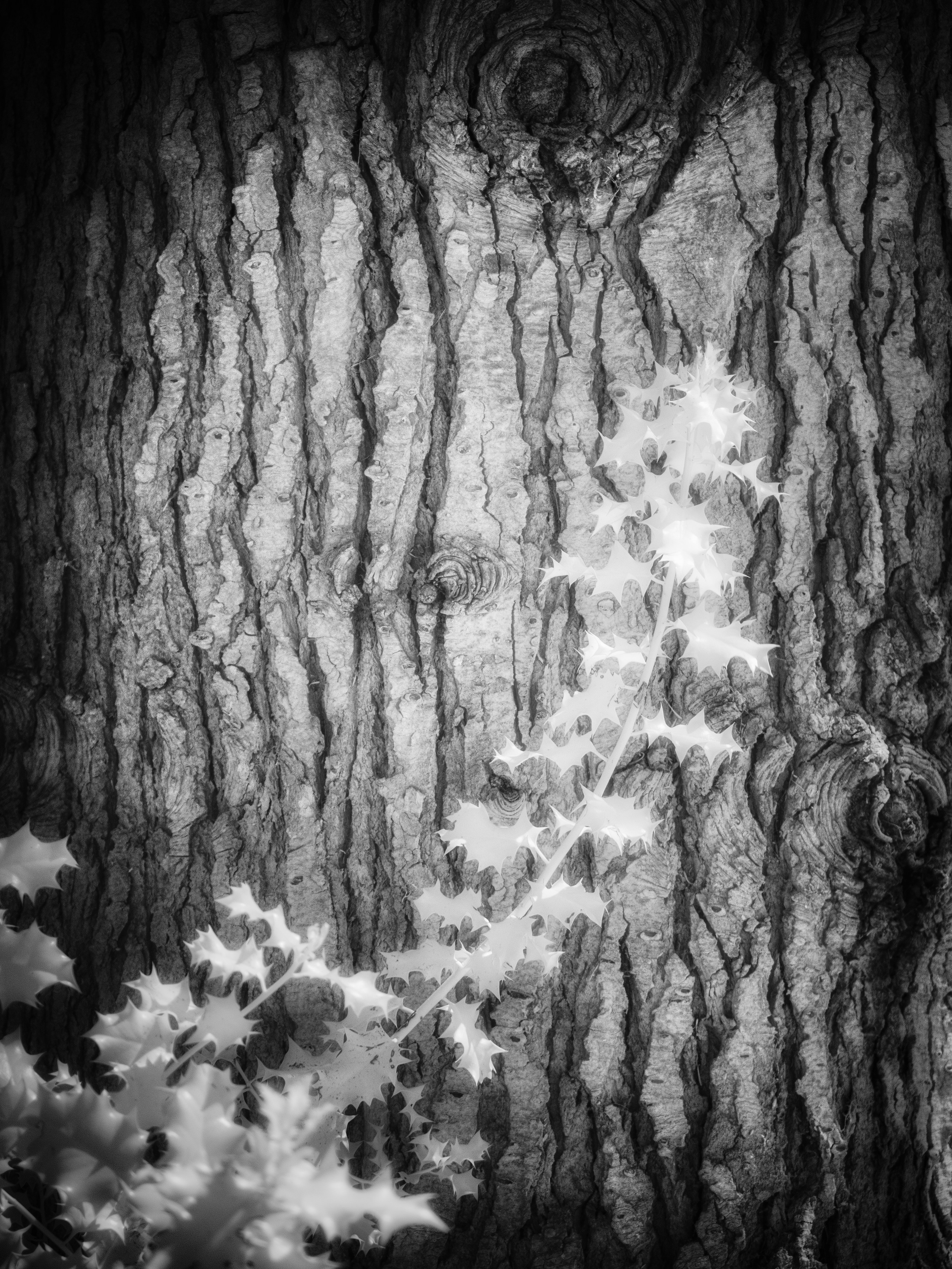 Trees. Infrared Scotland