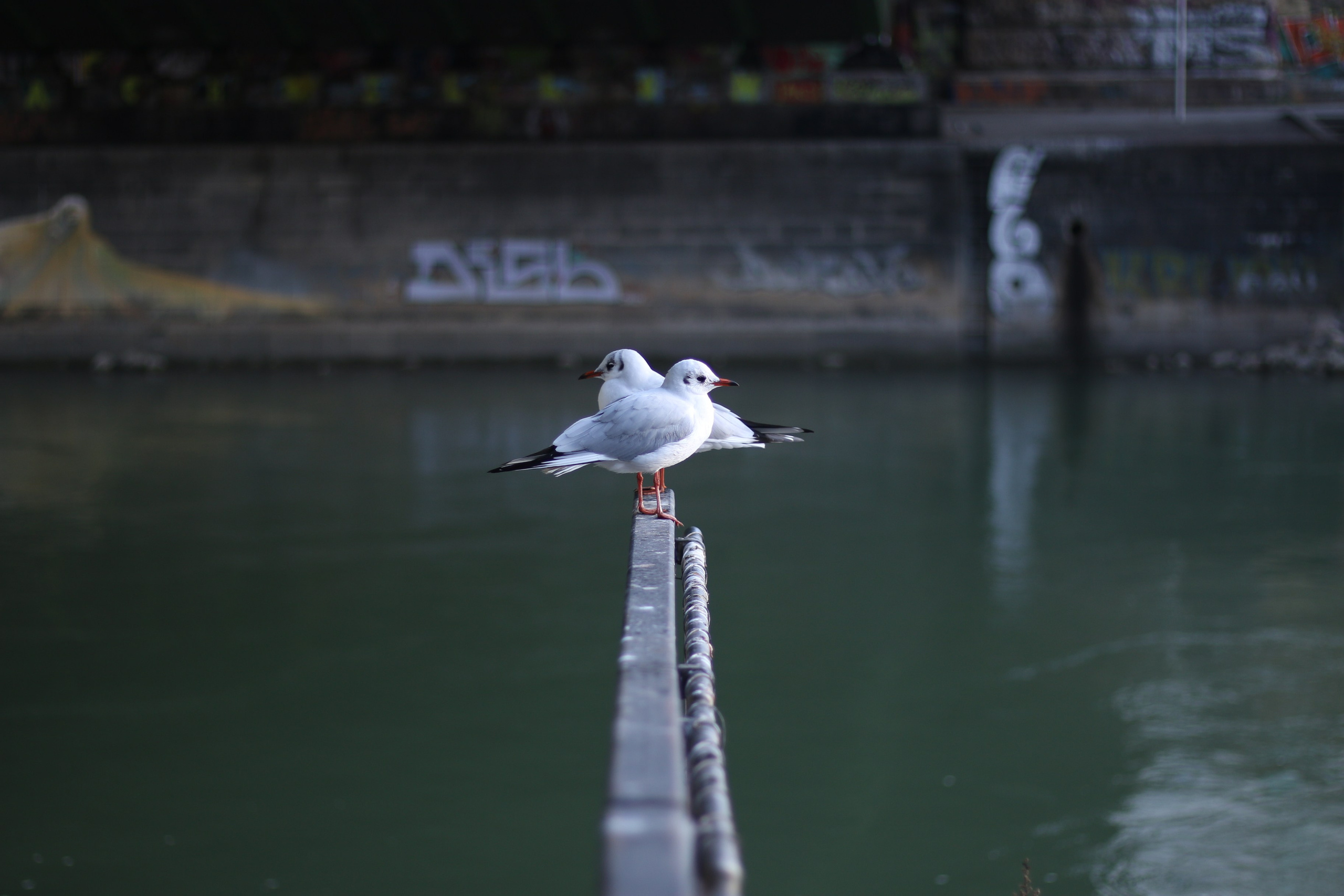 Vienna, Dec.19. Kseny Kolesnik Photography