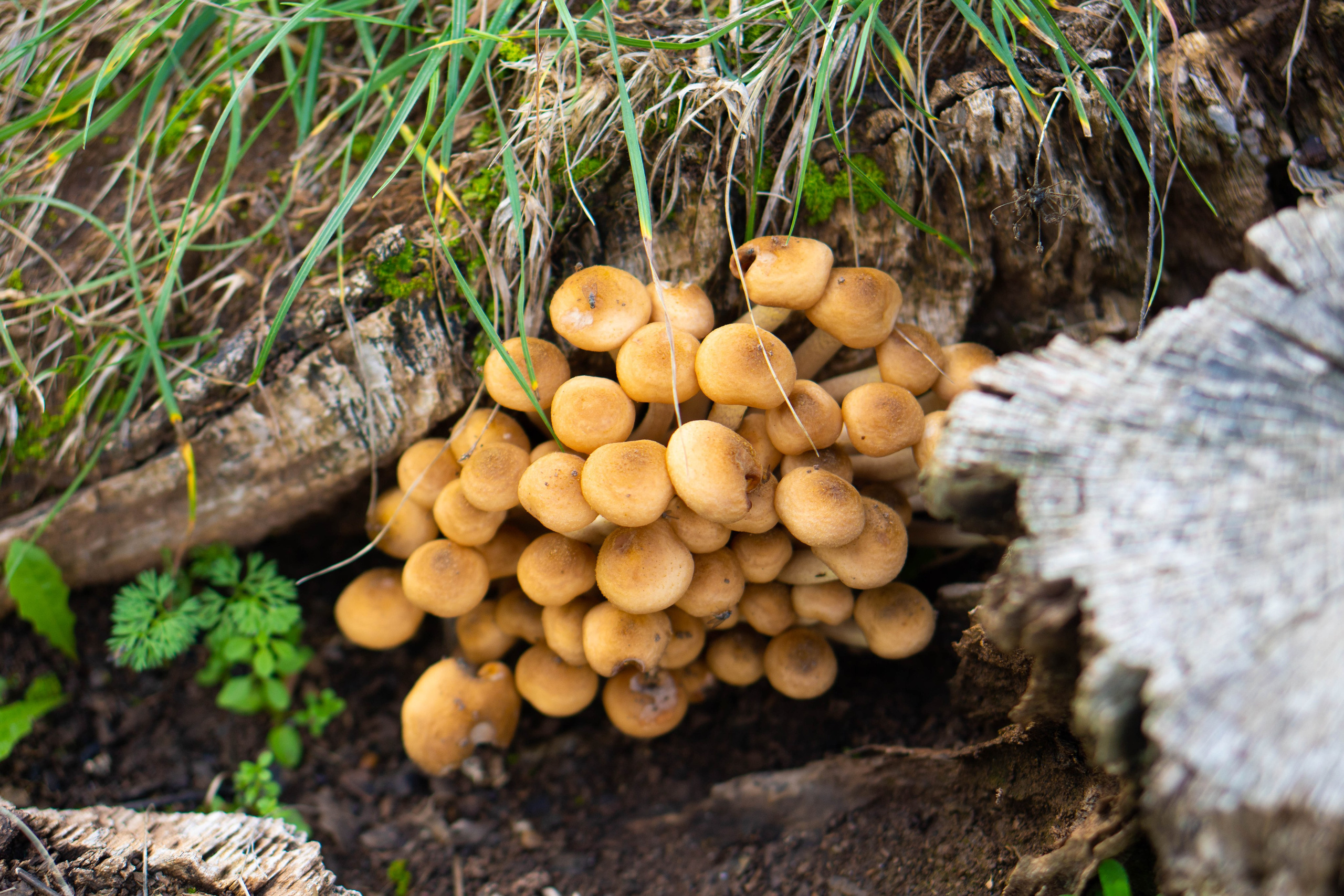 Bocetos. Alba del Norte Studio