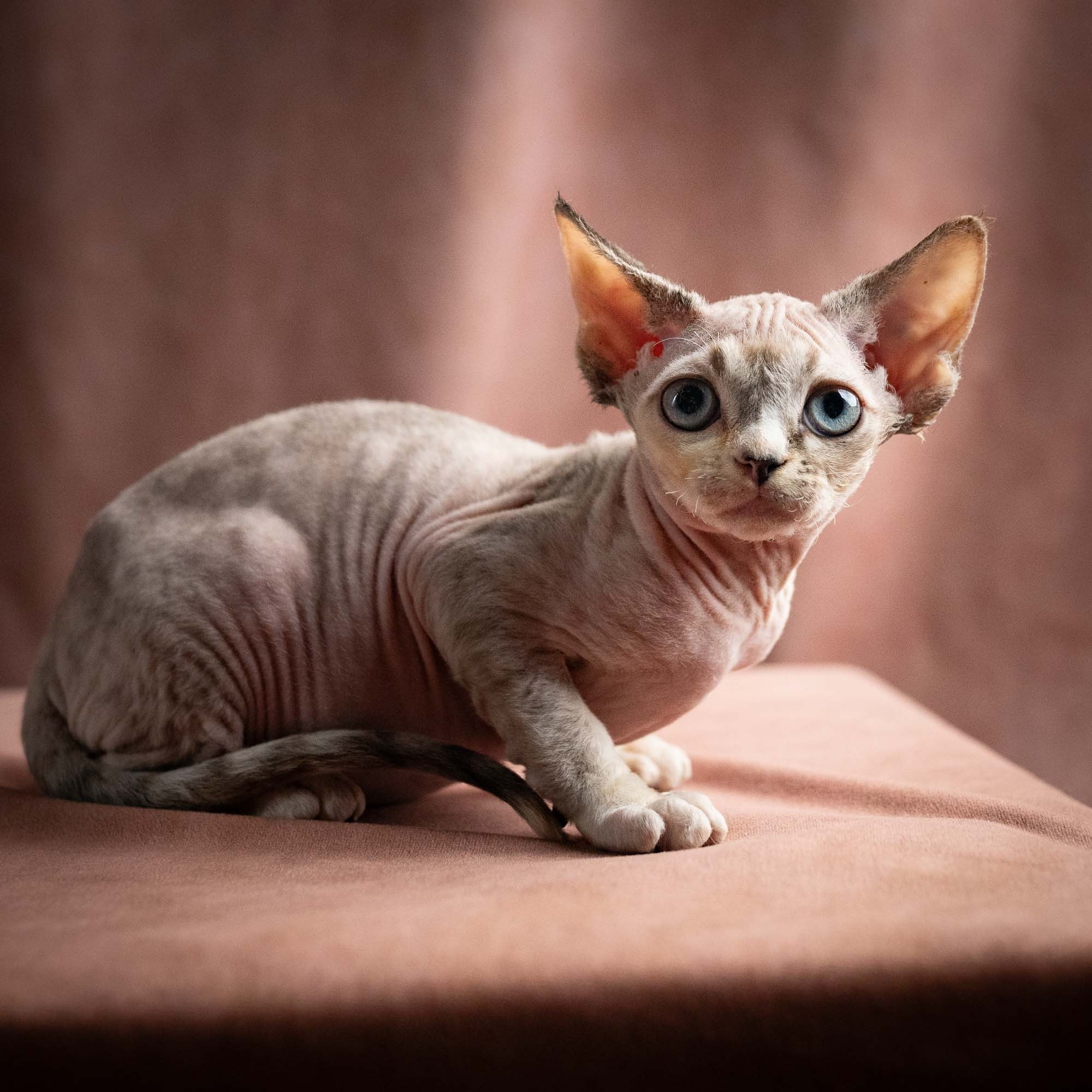 Quinley,  girl, born 02.14.26. Devon Rex Pixie Cattery