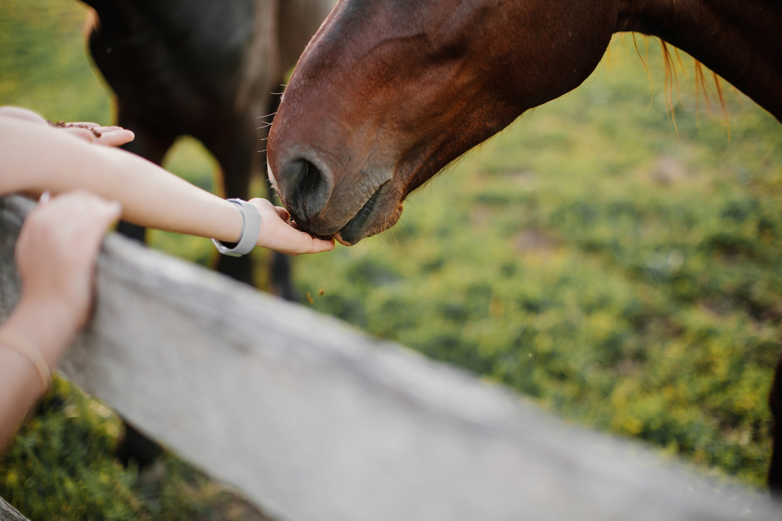 30.05.24 Family Photoshoot. Wedding family event photographer in Chicago Nick Yushevich