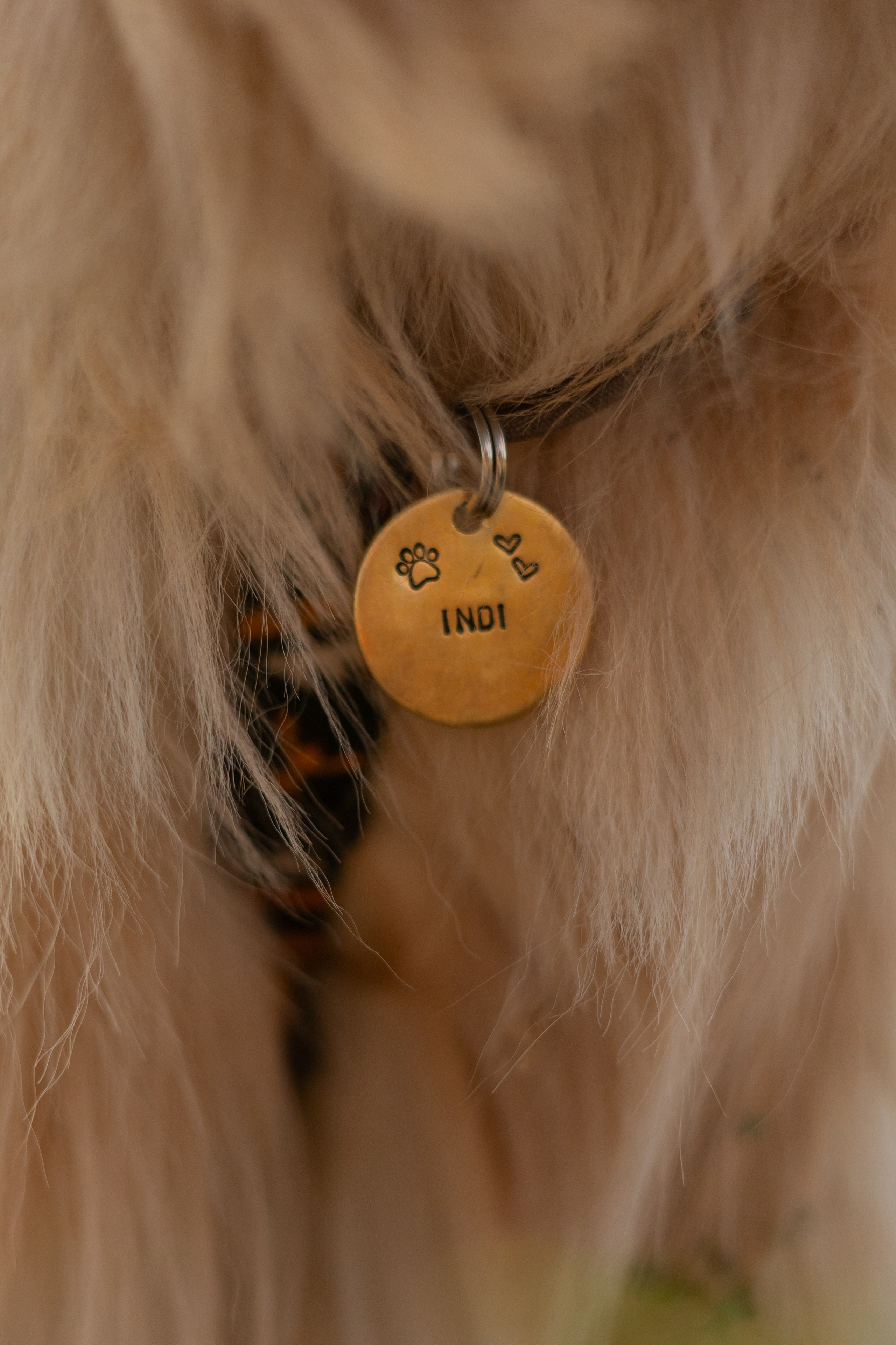 Антон и Плюша. Фотограф-анималист | Белград