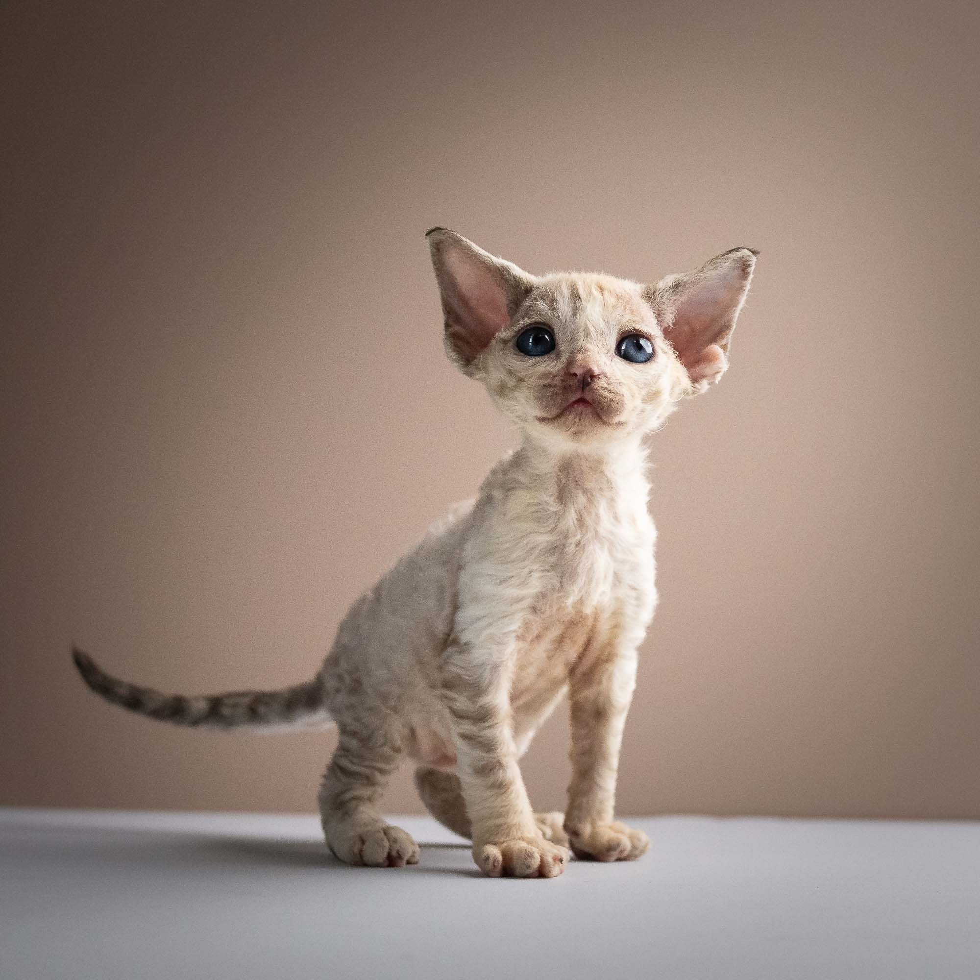 Roxie,  girl, born 05.08.26. Devon Rex Pixie Cattery