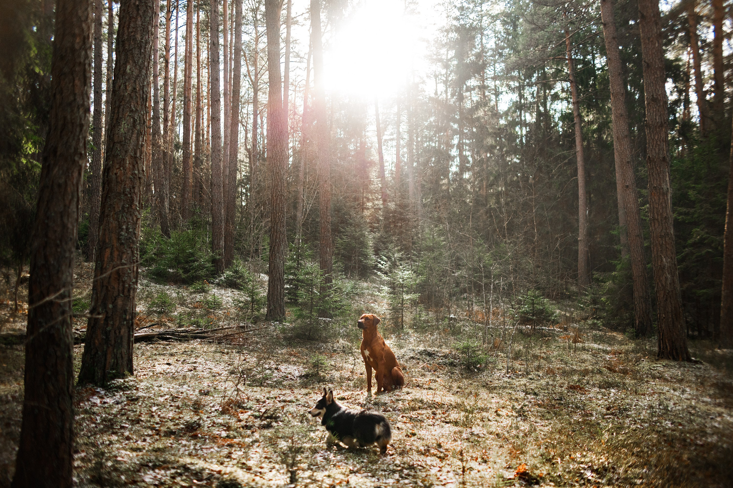 Corgi kennel & some other dogs in the forest. Kaja | fotograf psów we Wrocławiu