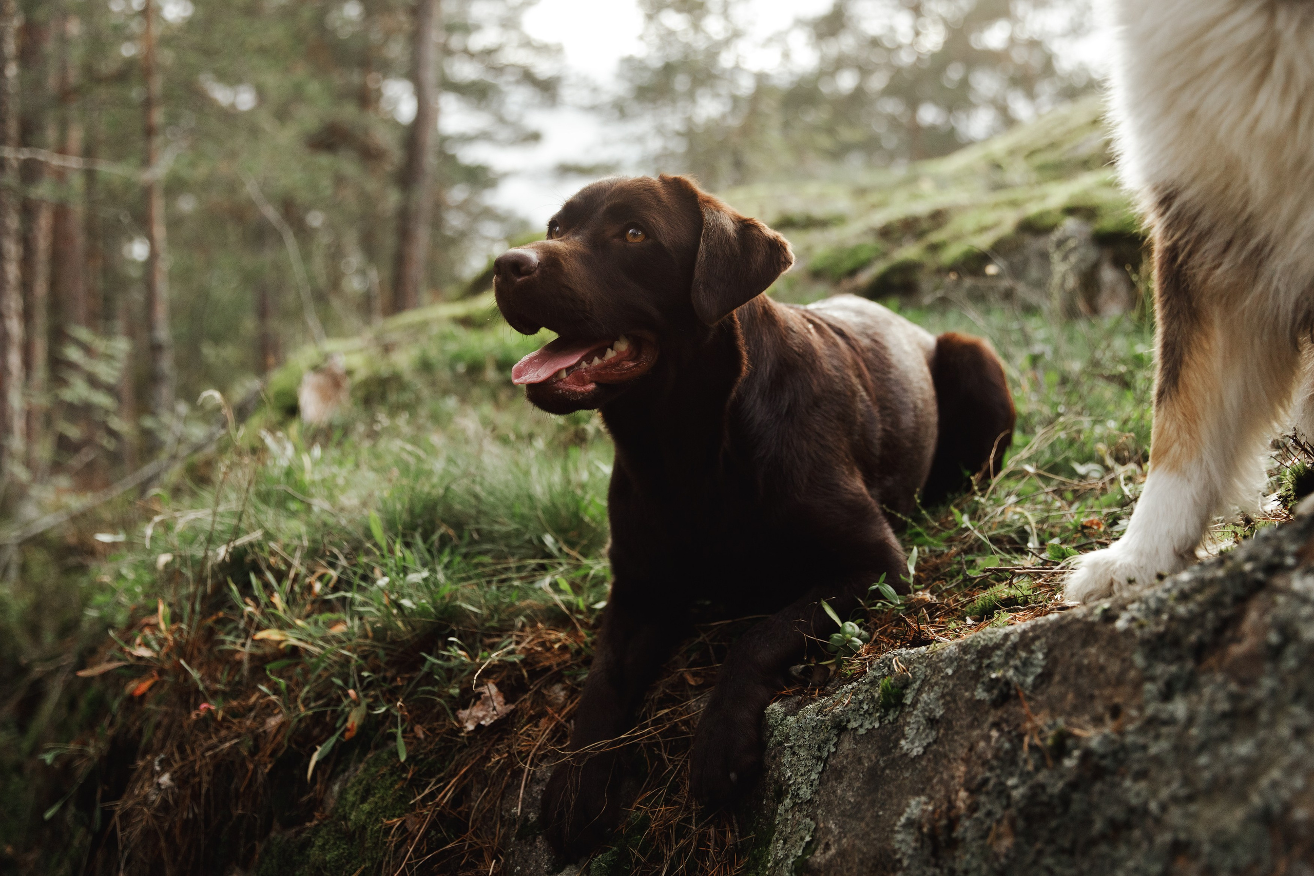Finnish mossy hills. Kaja | fotograf psów we Wrocławiu