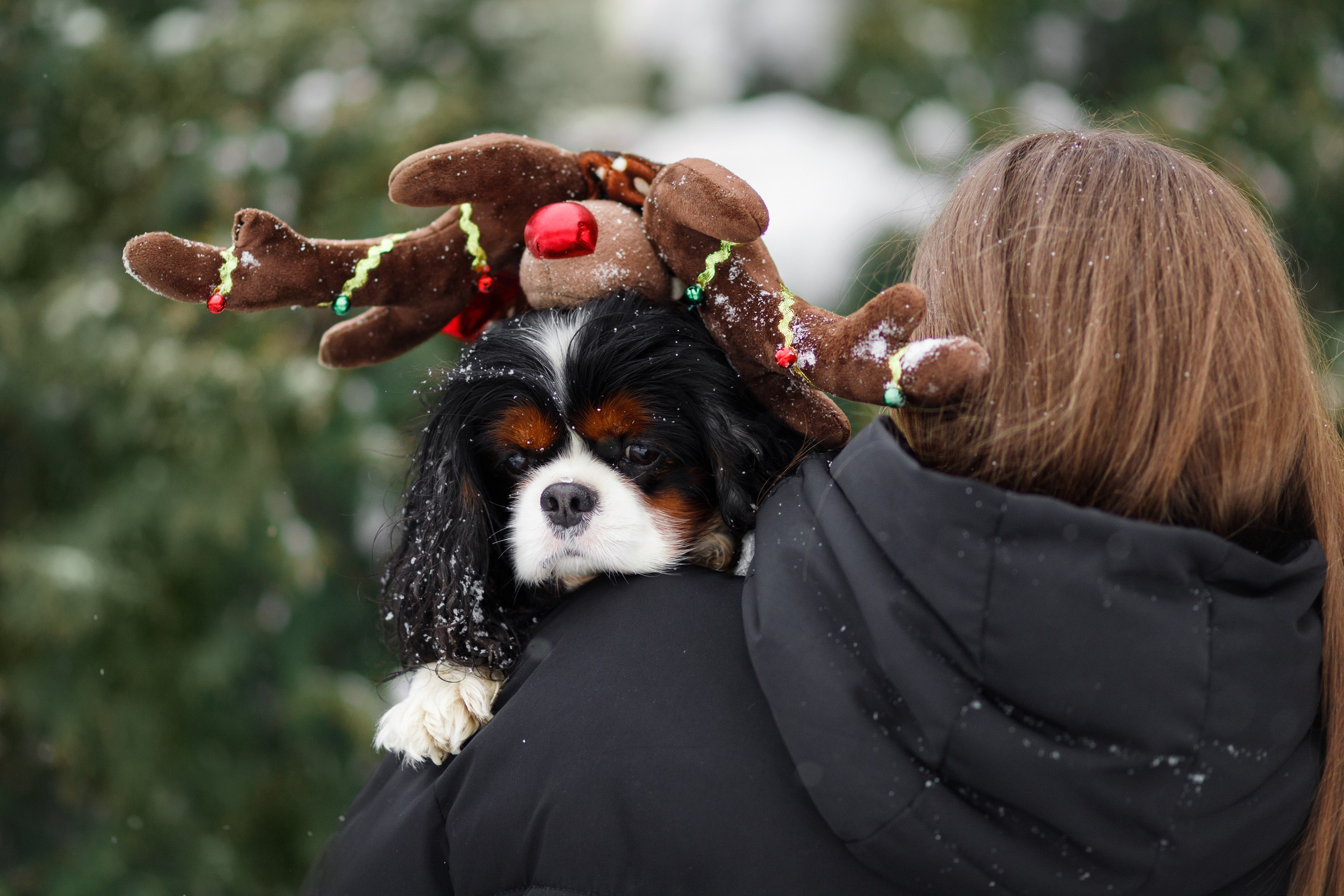 Uliana & winter spaniels. Kaja | fotograf psów we Wrocławiu