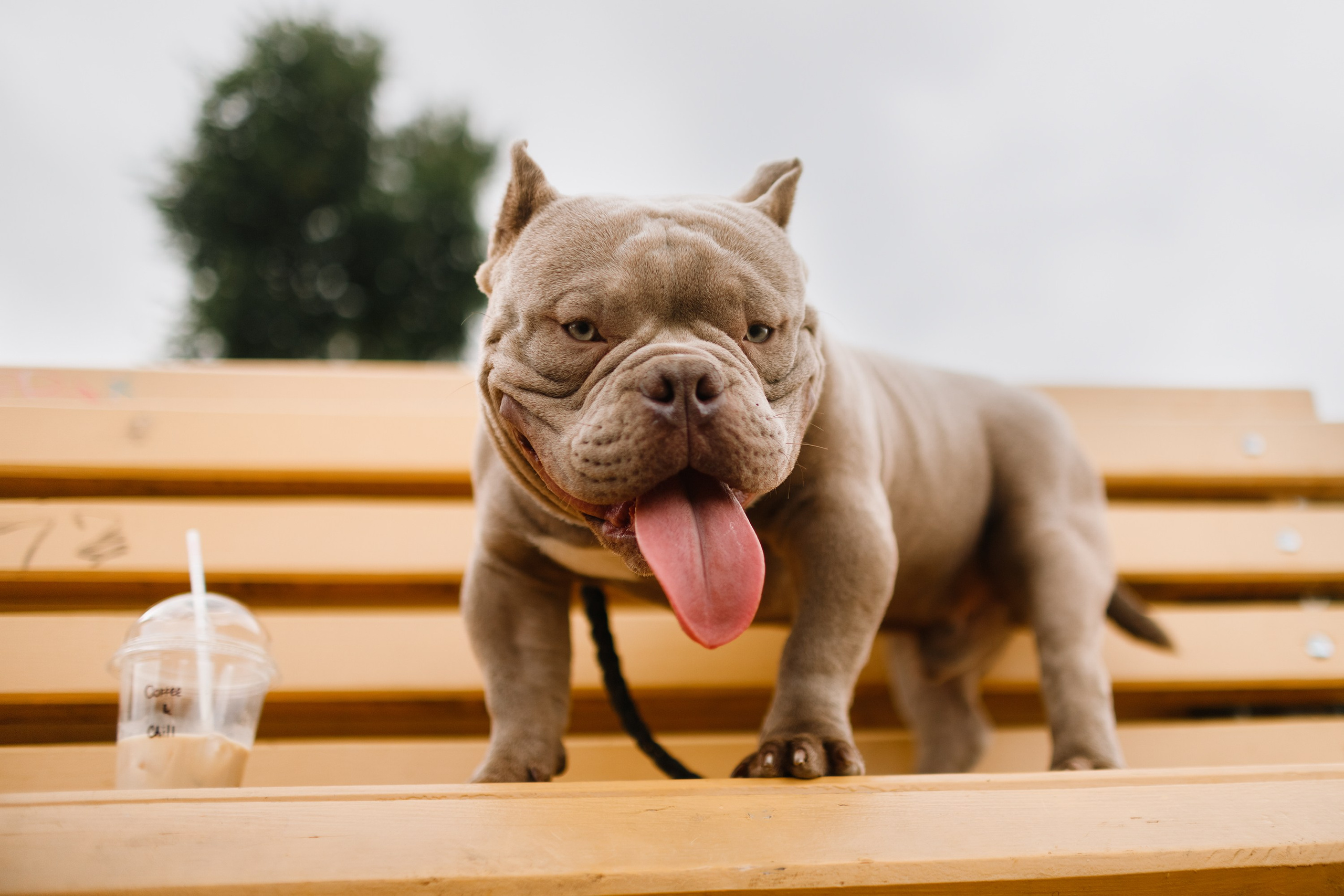 Alesya & her bullies. Kaja | fotograf we Wrocławiu | ludzie i psy