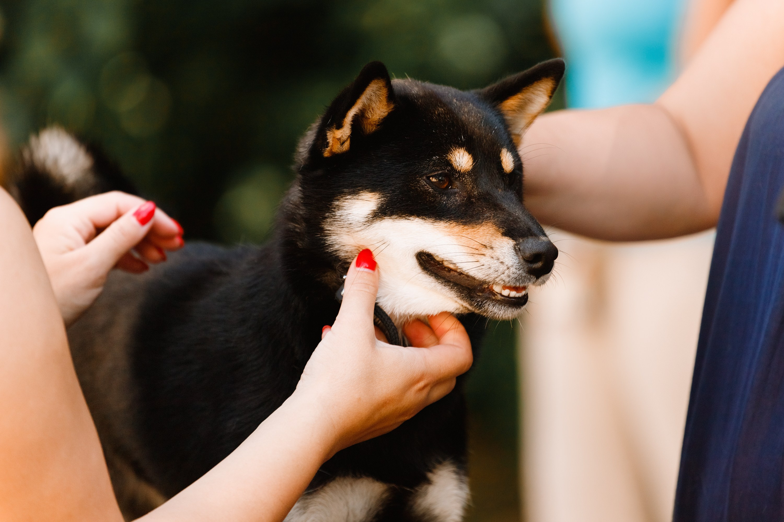 «Argus» dog show in Brest. Kaja | fotograf we Wrocławiu | ludzie i psy