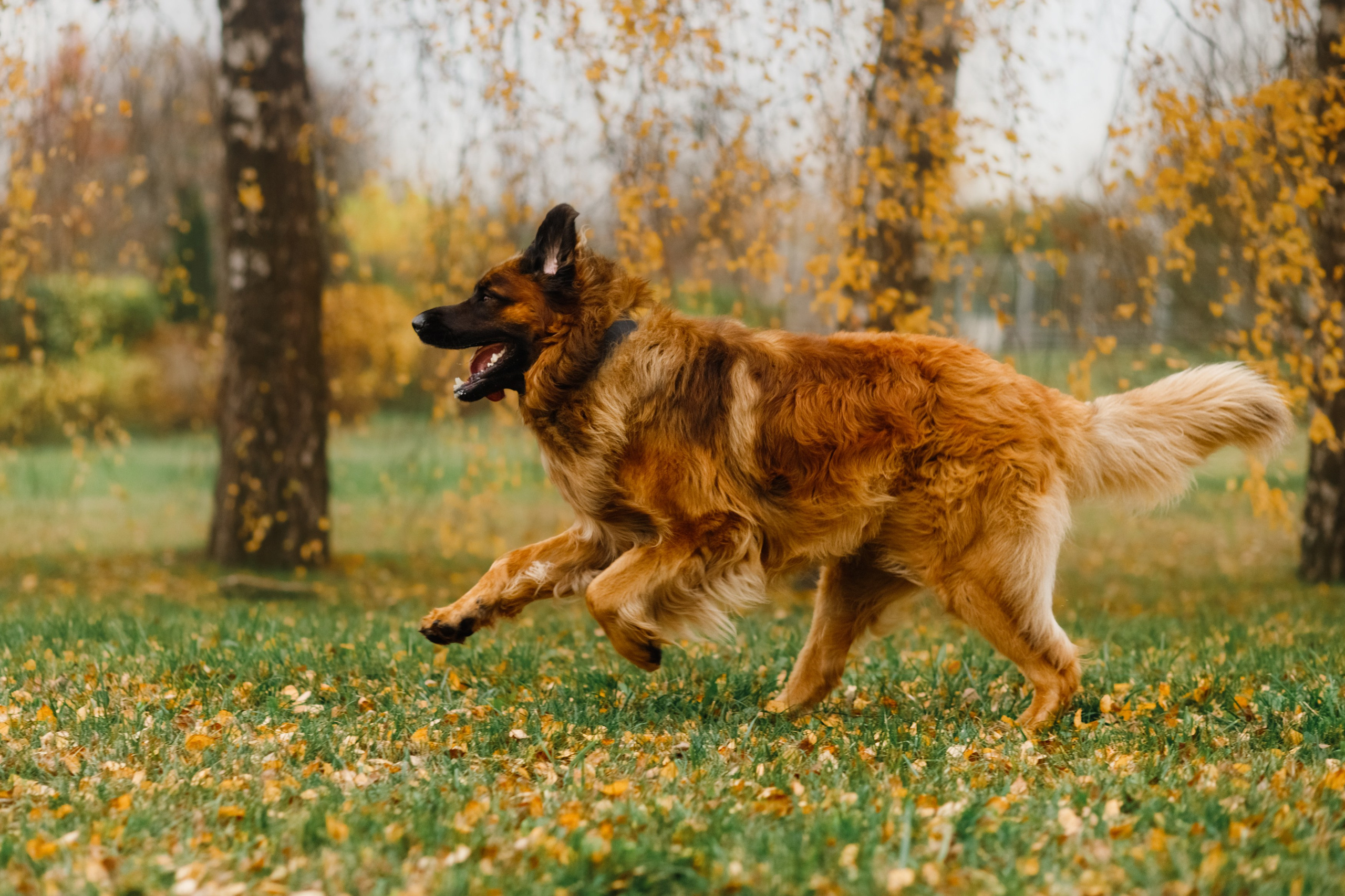 Leonbergers. Kaja | fotograf we Wrocławiu | ludzie i psy