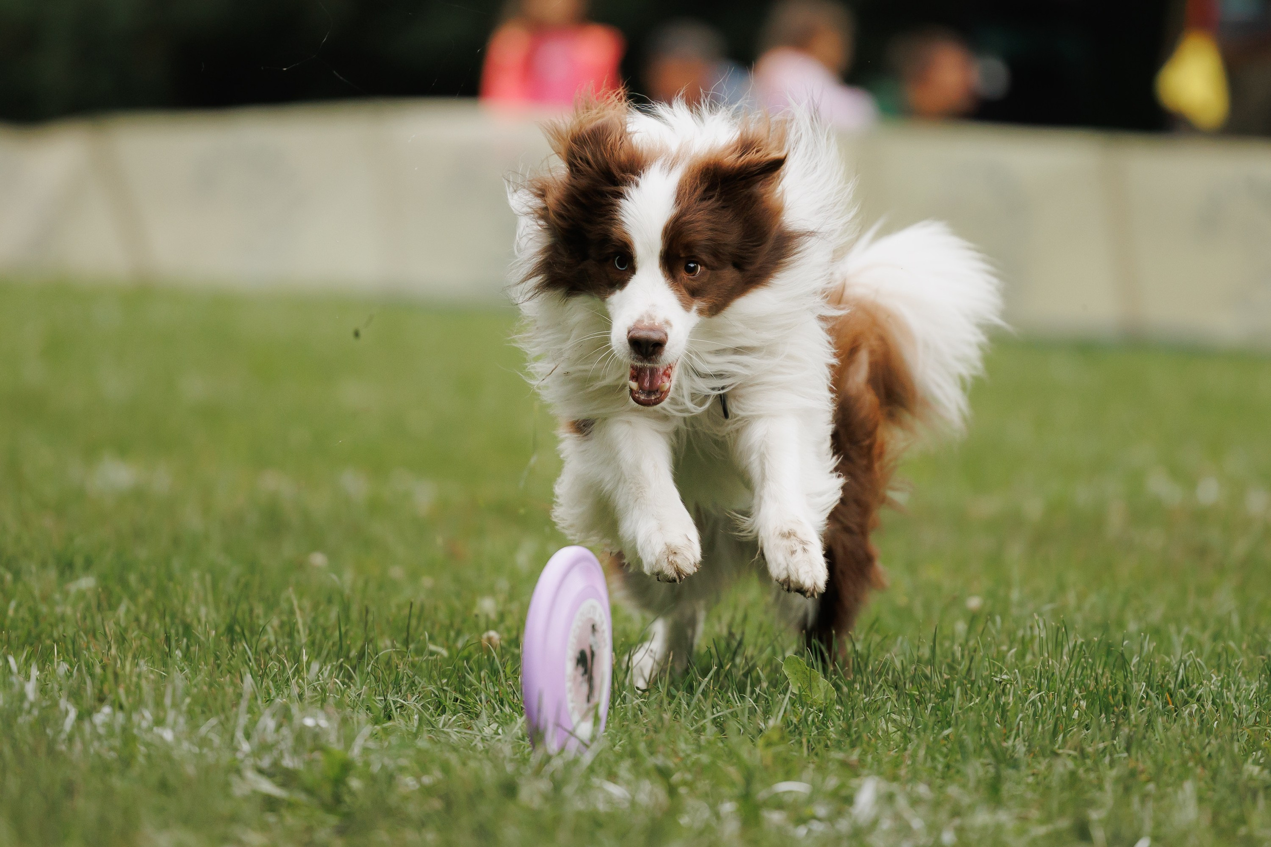 Latające psy, Wrocław'25. Kaja | fotograf psów we Wrocławiu