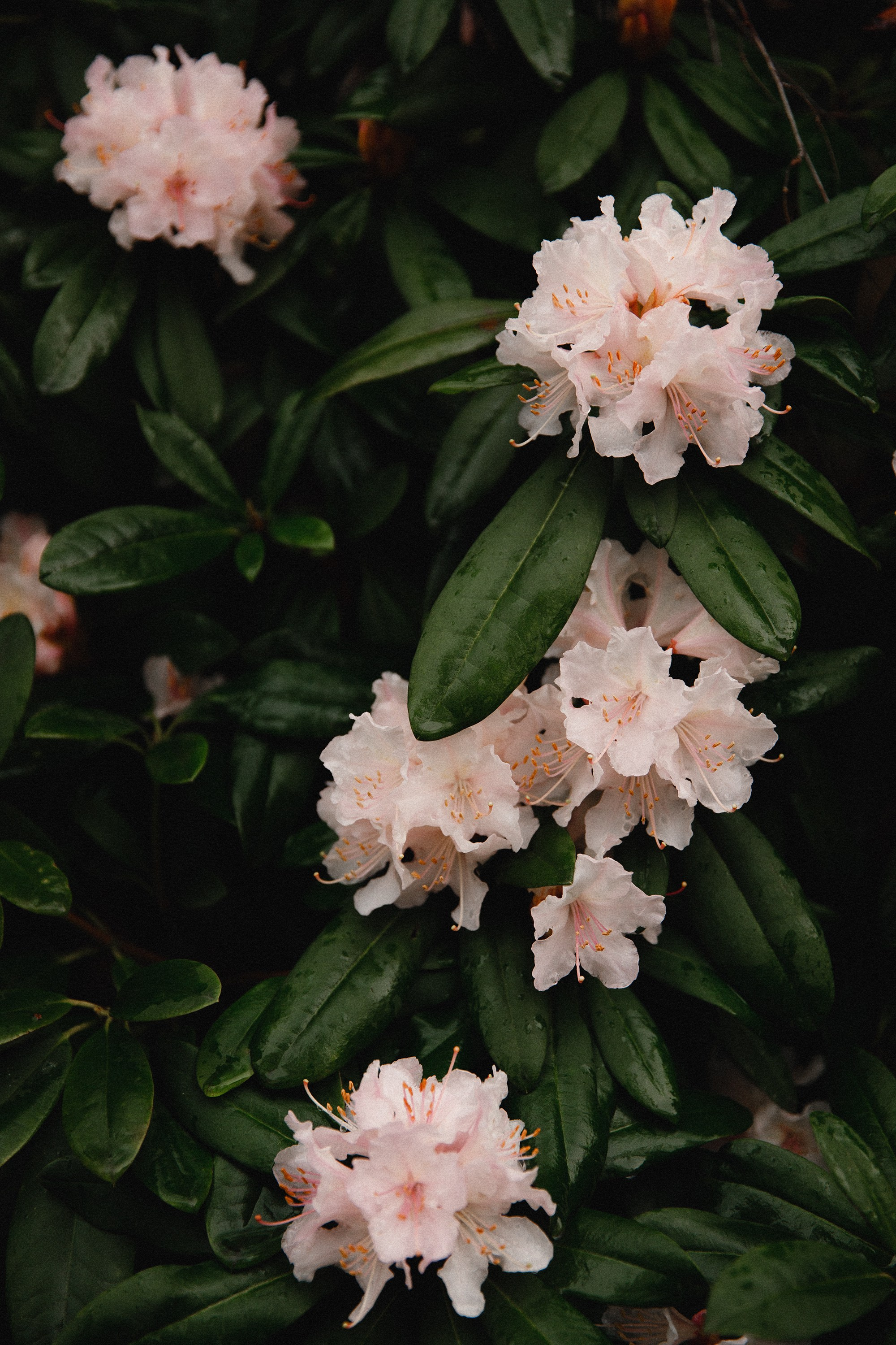 Botanical garden in Wroclaw. Kaja | fotograf we Wrocławiu | ludzie i psy