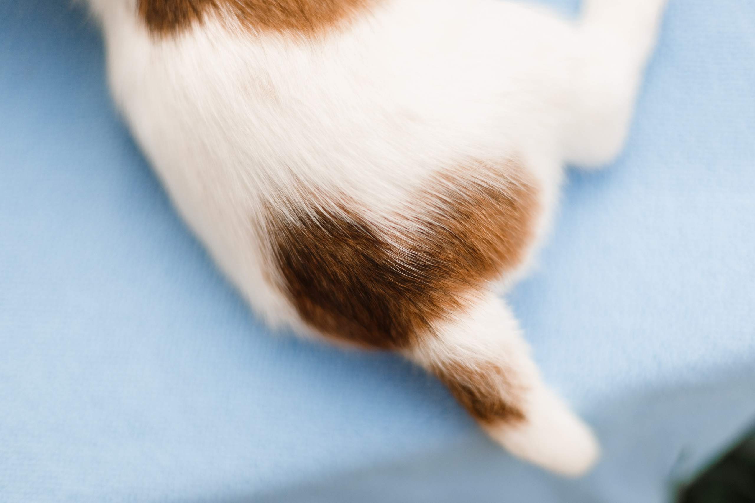 Jack russel puppies. Kaja | fotograf we Wrocławiu | ludzie i psy