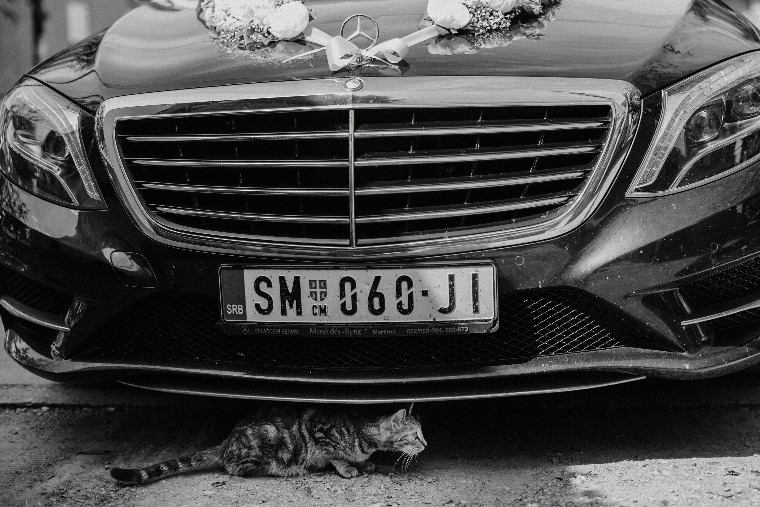 Jovana & Zoran. Wedding photographer based in Novi Sad, Marko Milivojevic