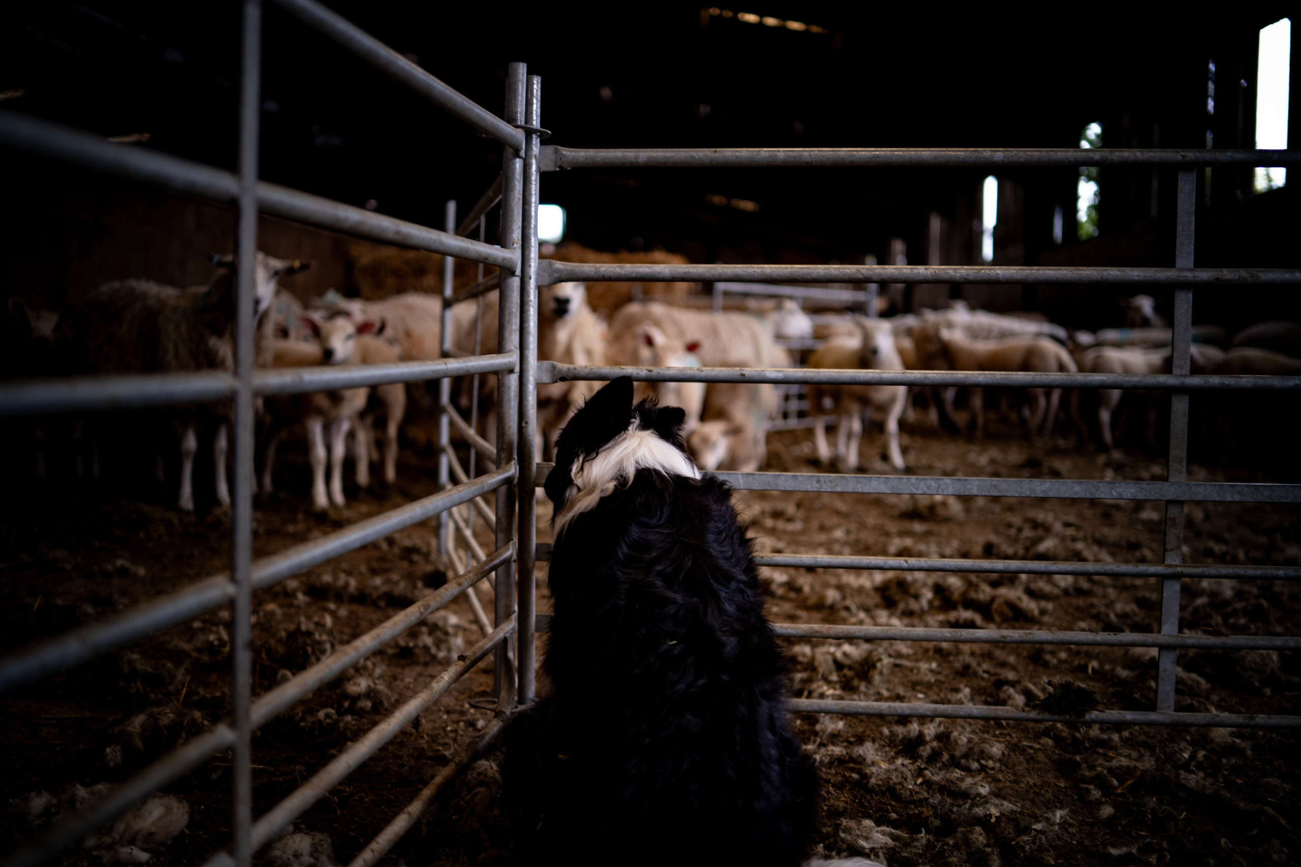 Farm Life. Ryan Hewitt Photographer