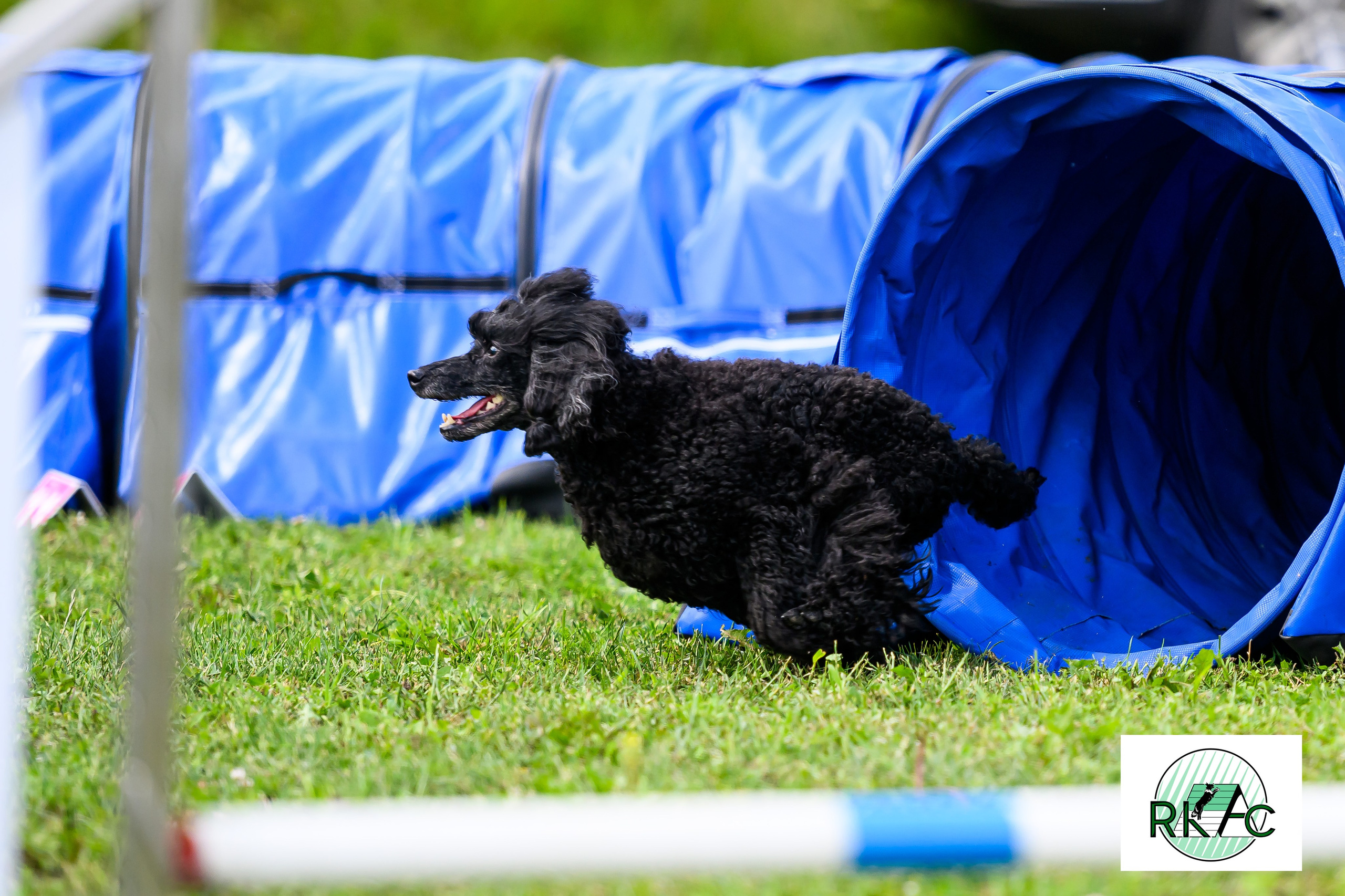Suņu sacensības veiklībā. Ritvars Pujats Emotion Photographer