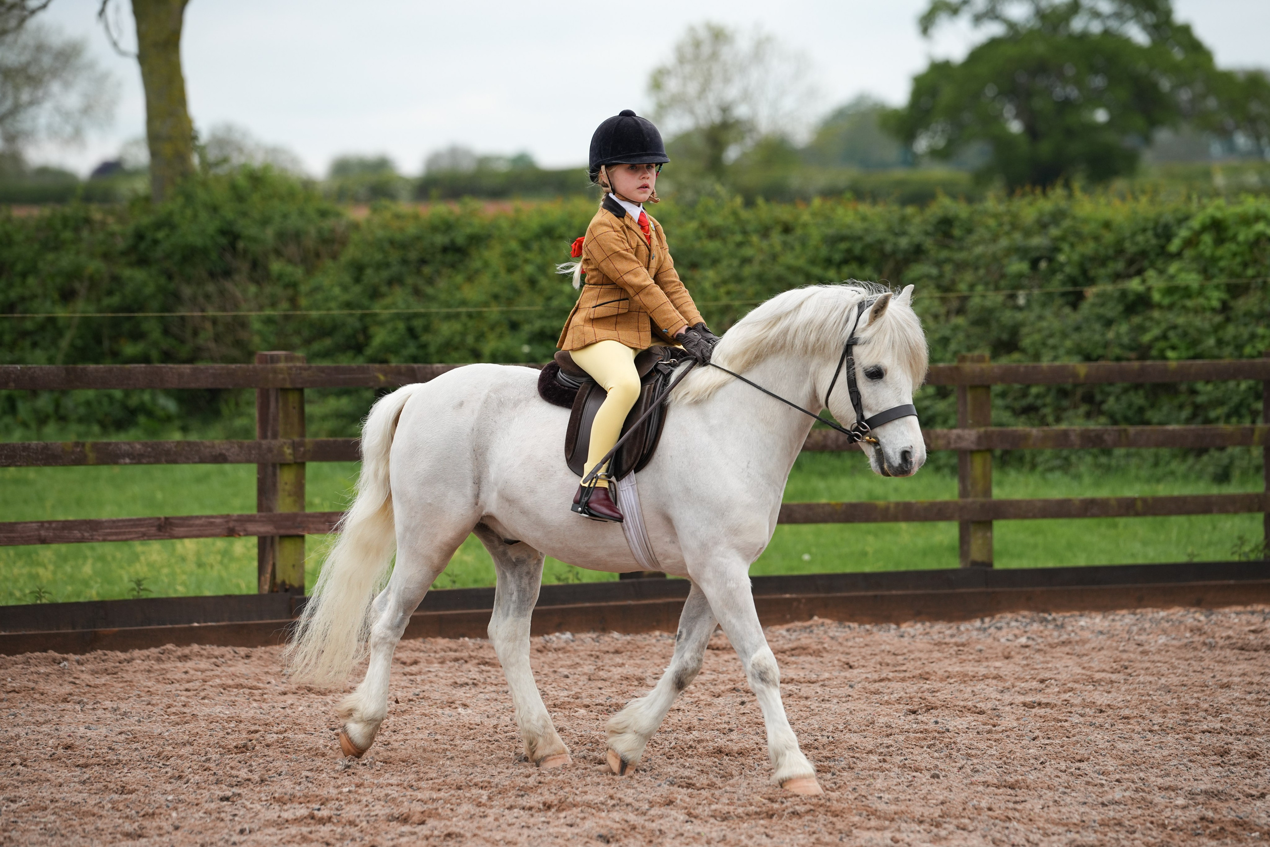 Showing. Leicestershire Equine Photography by El | Authentic Equine Portraits & Events