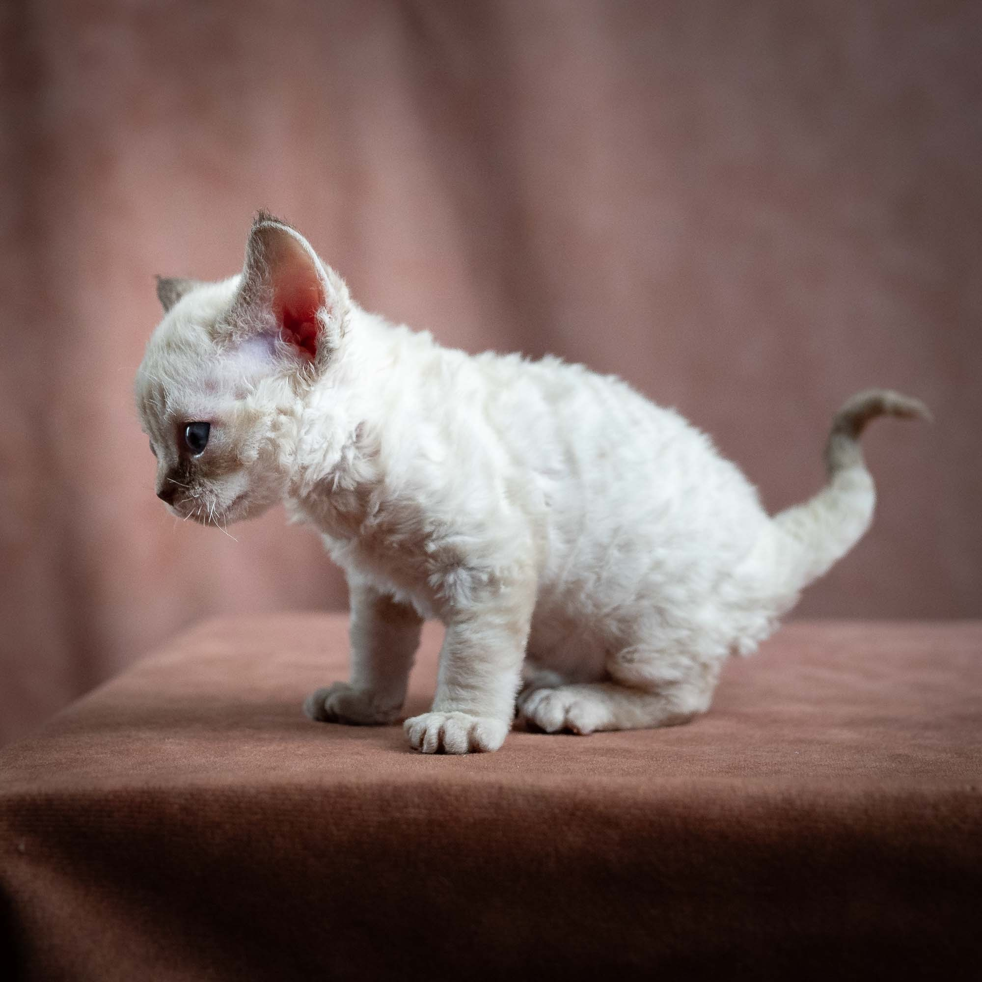 Maya, girl, born 01.15.26. Devon Rex Pixie Cattery