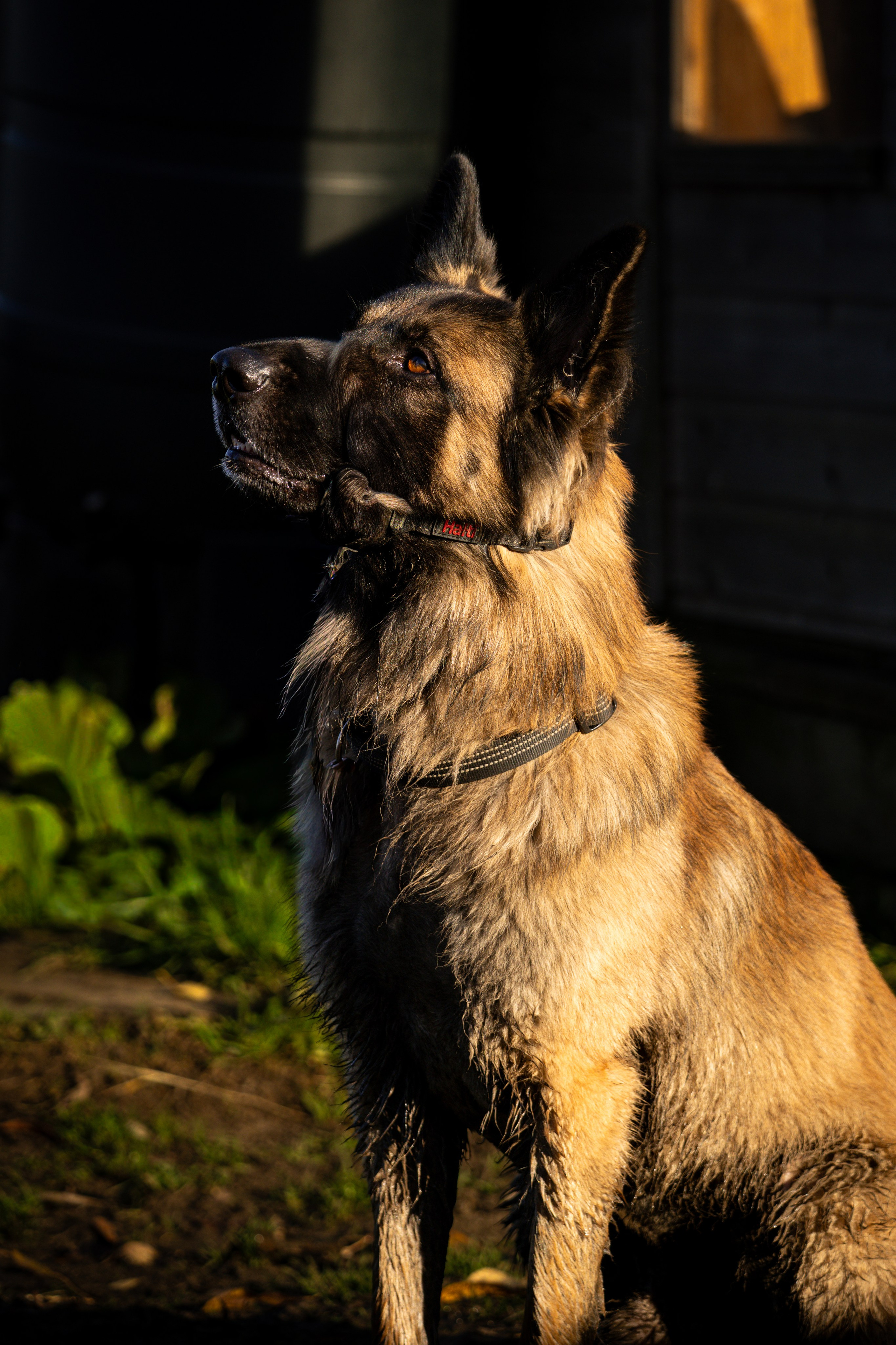 Pets. Ryan Hewitt Photographer