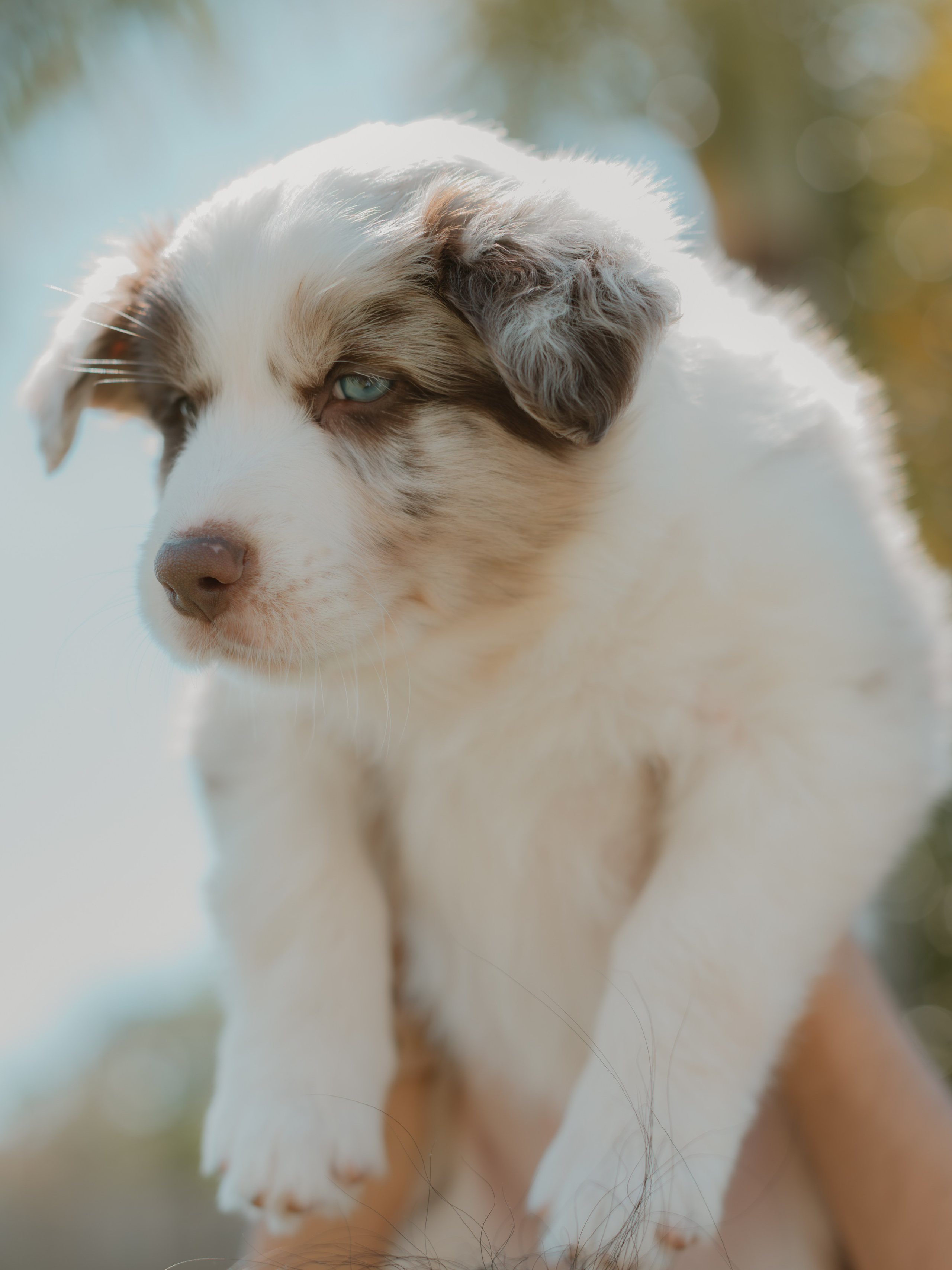 Goldies Collies — Pups. Natural and candid photography Jean Santiago