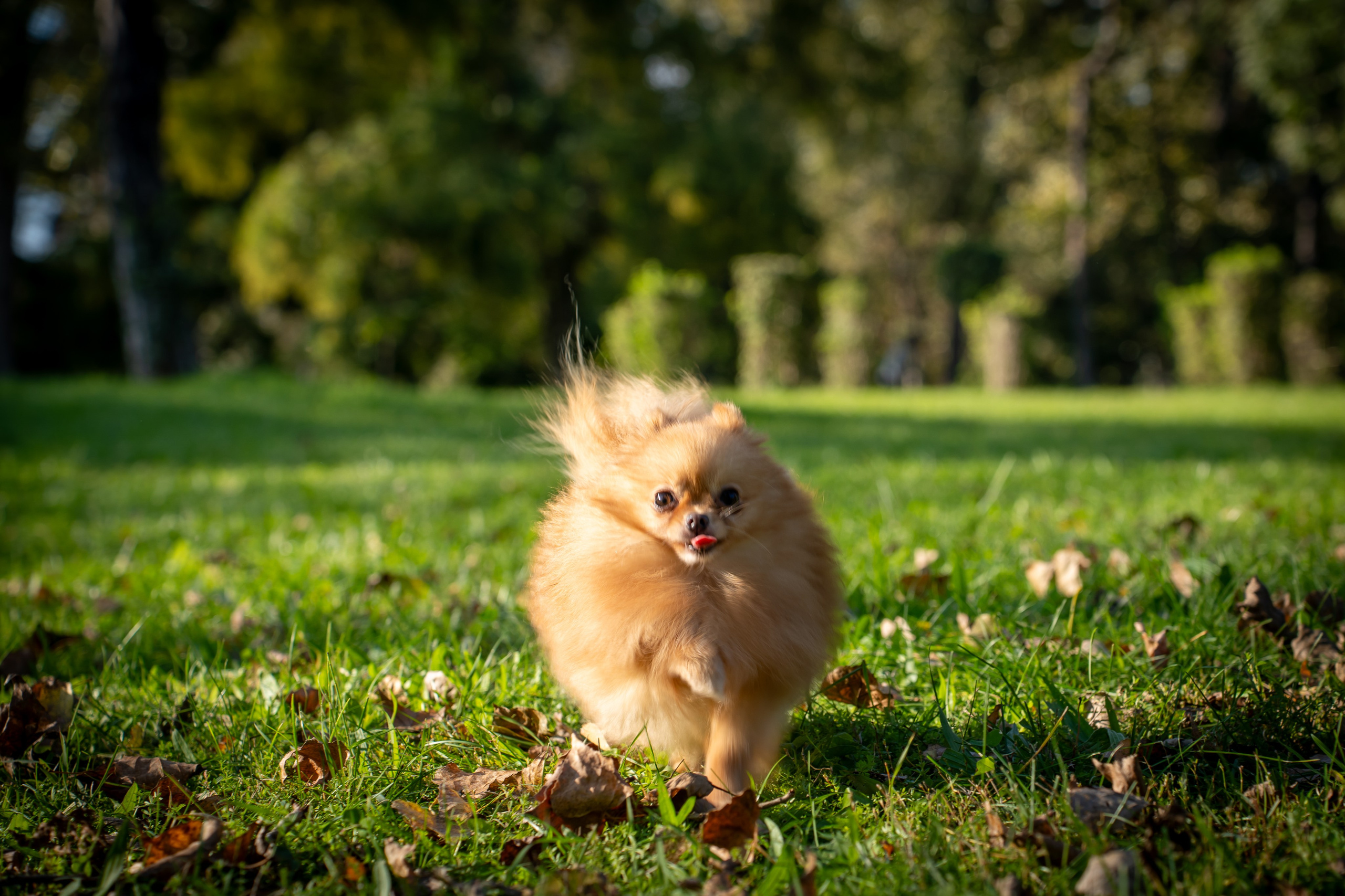 Sara & Clara Haloween. Adelinne