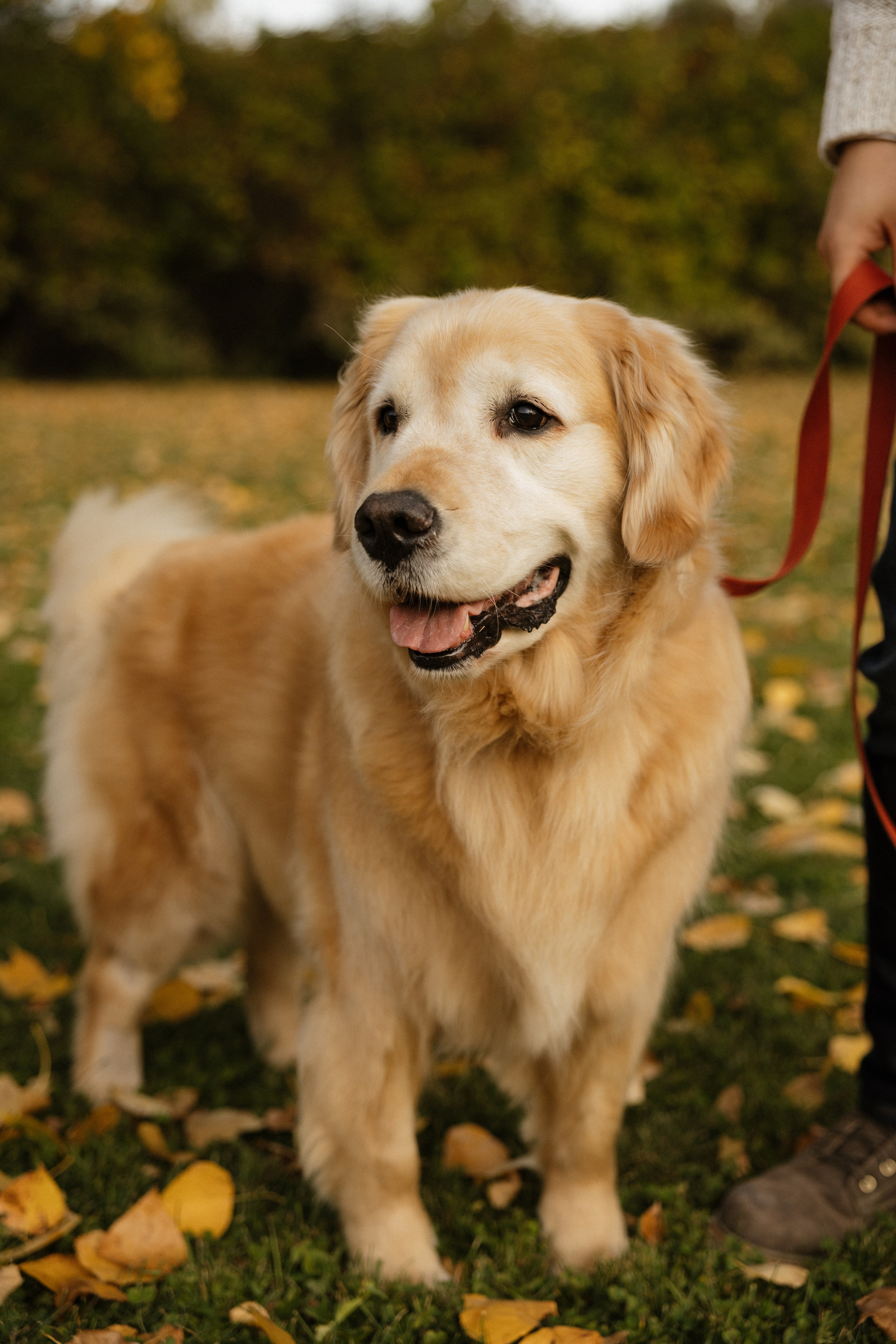Warm Autumn with Kendra & Family. Photographer Stanislav Antonov