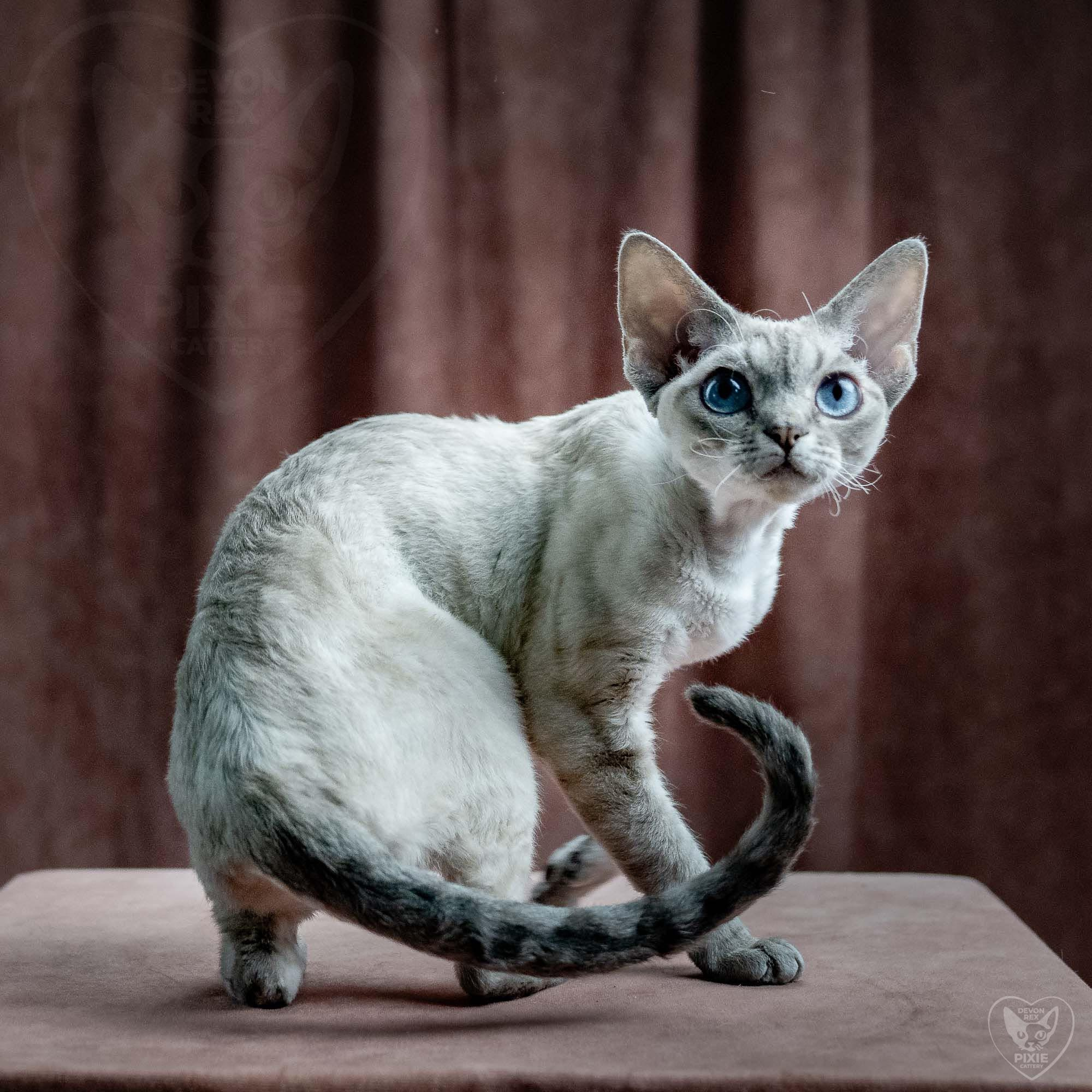 Fuji. Devon Rex Pixie Cattery