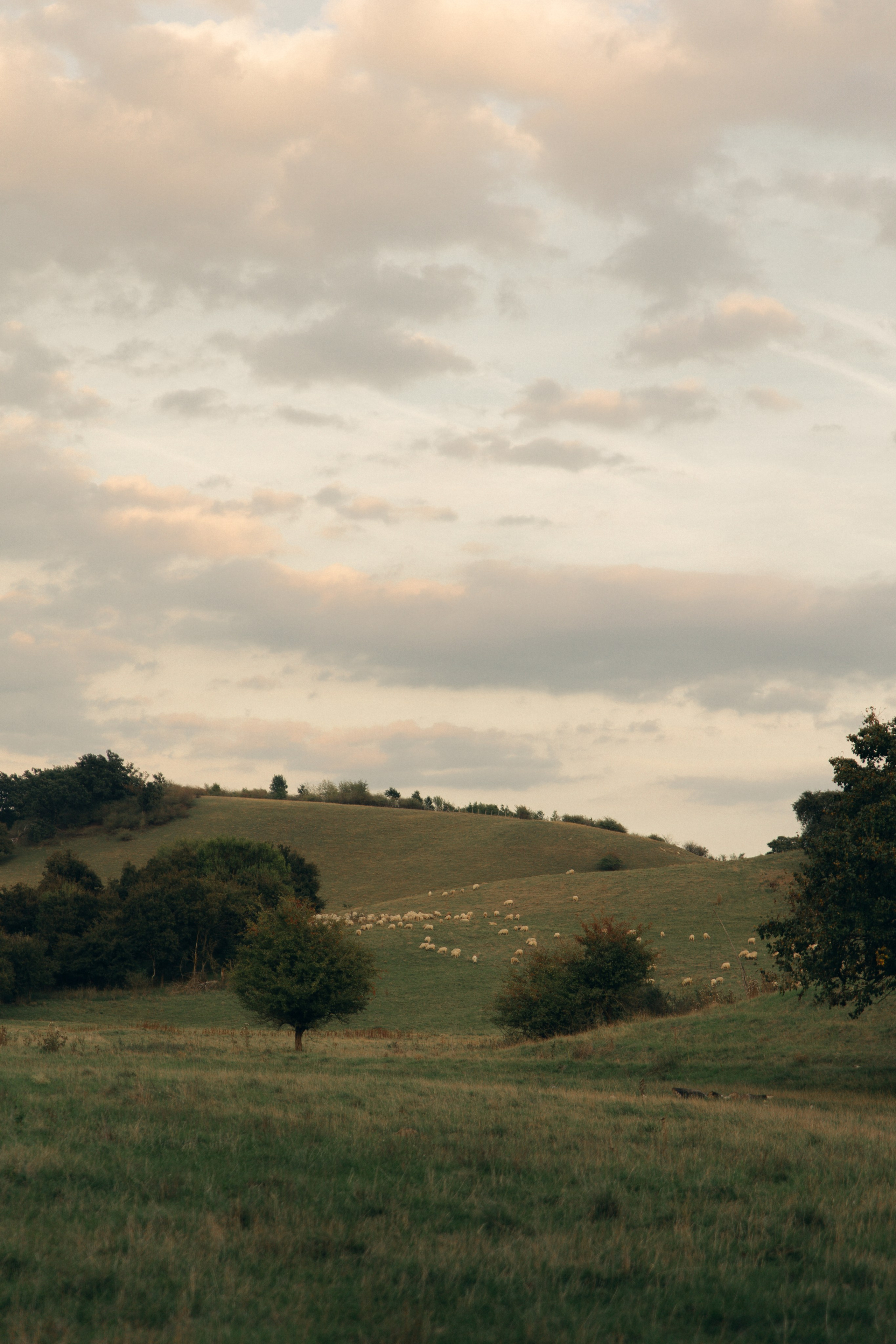 Emily and Filip’s Love Gallery. Wedding photographer and videographer based in Timisoara, Romania