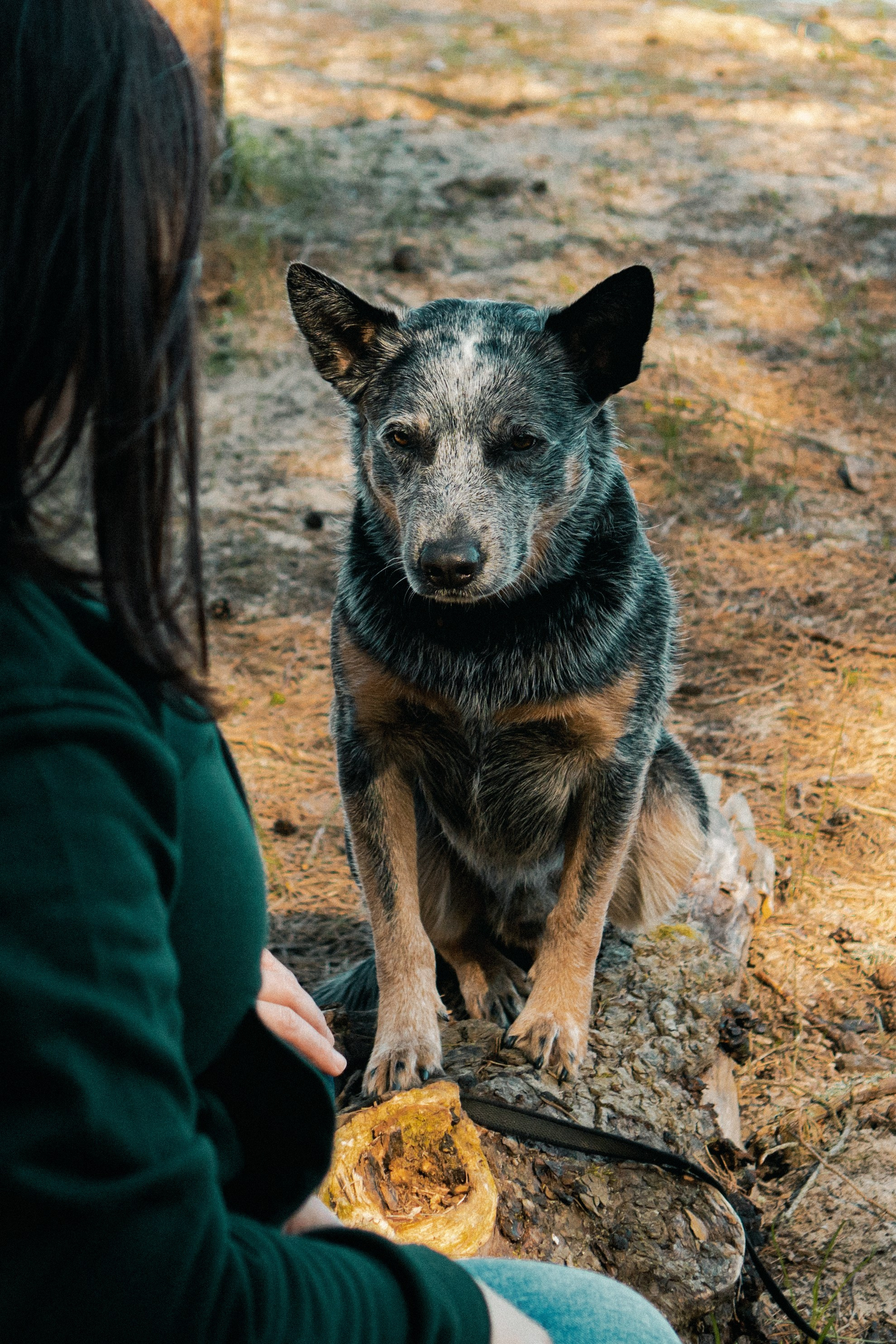 Oskar, Maria & Dmitrii. Kat Laisaar — Pet photographer in Tallinn