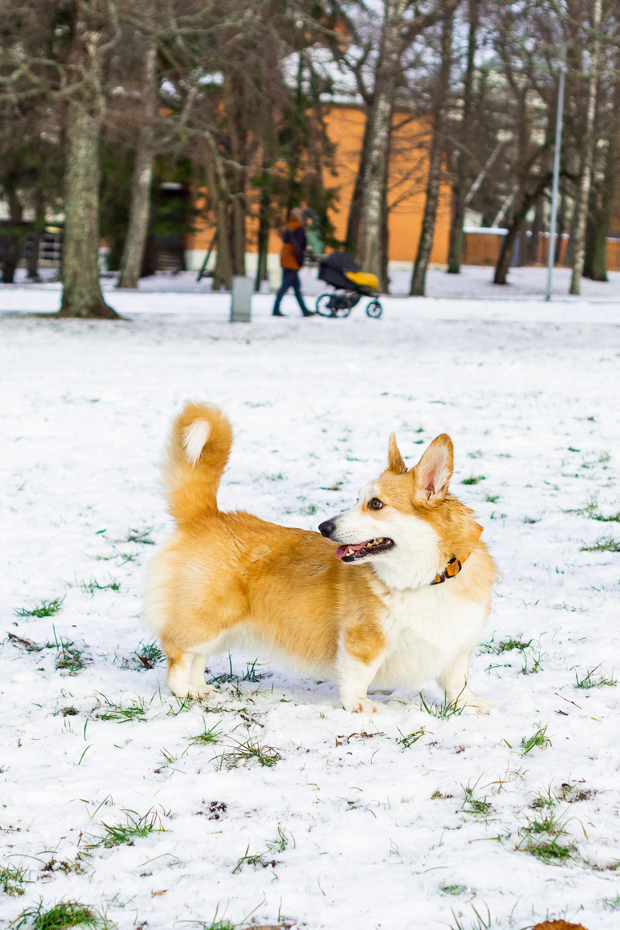 Corgi party, 23 feb. 2025. Kat Laisaar — Pet photographer in Tallinn