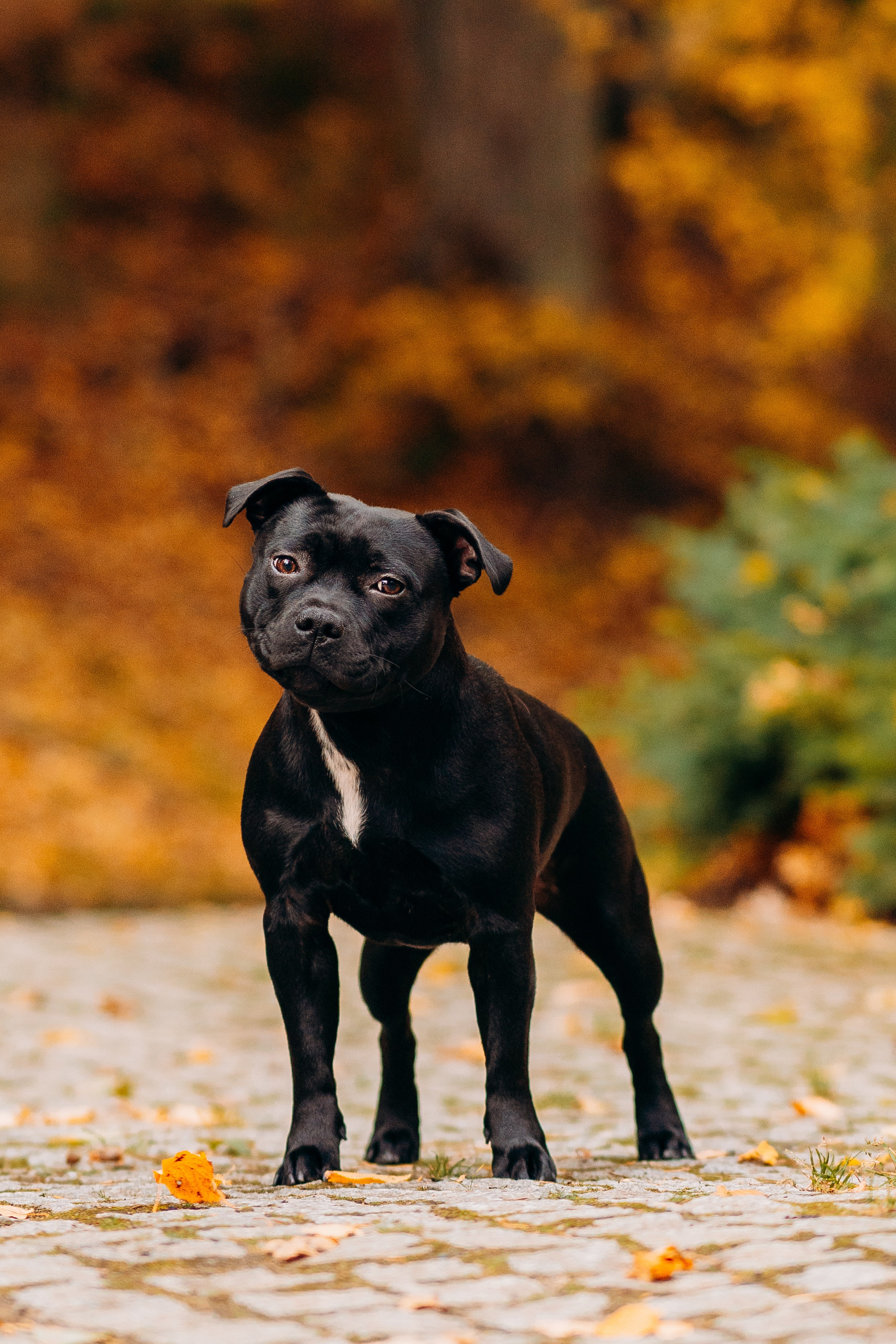 Staffordshire Bull Terriers Meetup. Kat Laisaar — Pet photographer in Tallinn