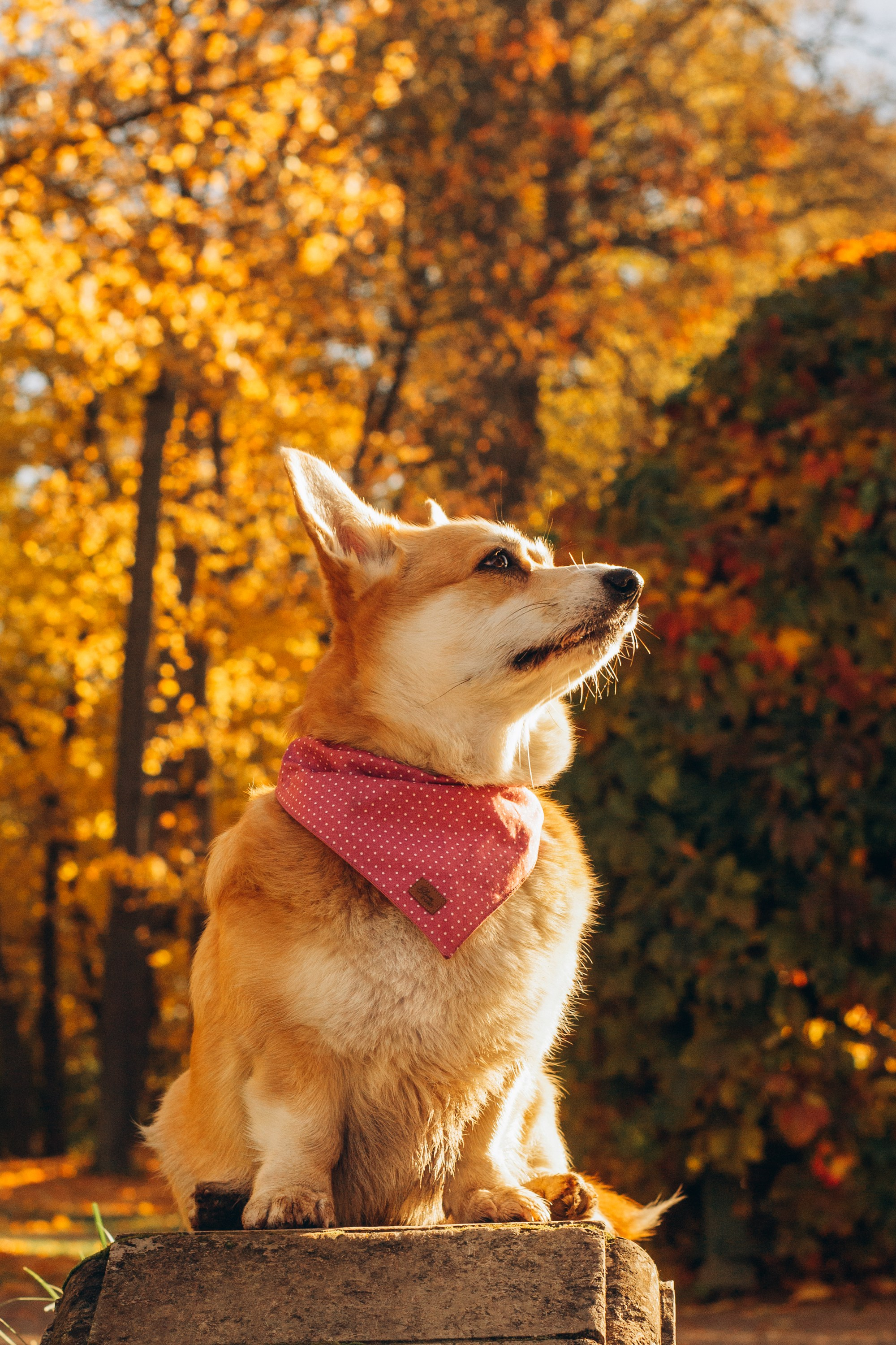 Irina and her Teffy, Pembroke Welsh Corgi. Kat Laisaar — Pet photographer in Tallinn