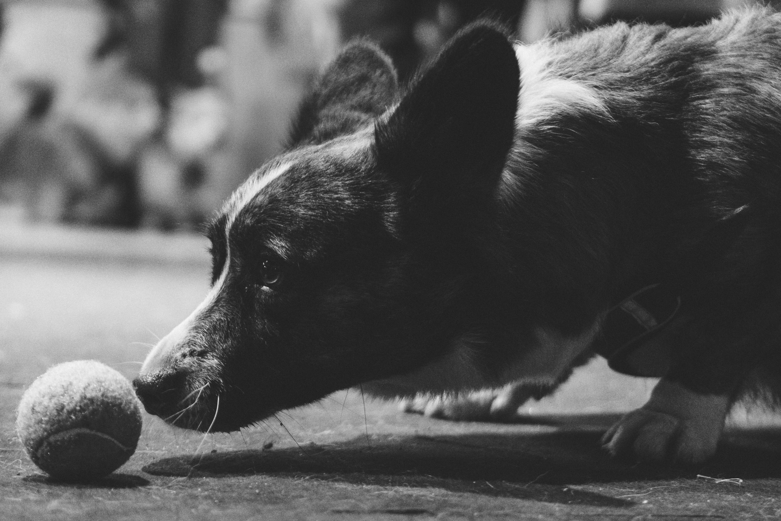 Corgi Fest, Christmas edition. Kat Laisaar — Pet photographer in Tallinn