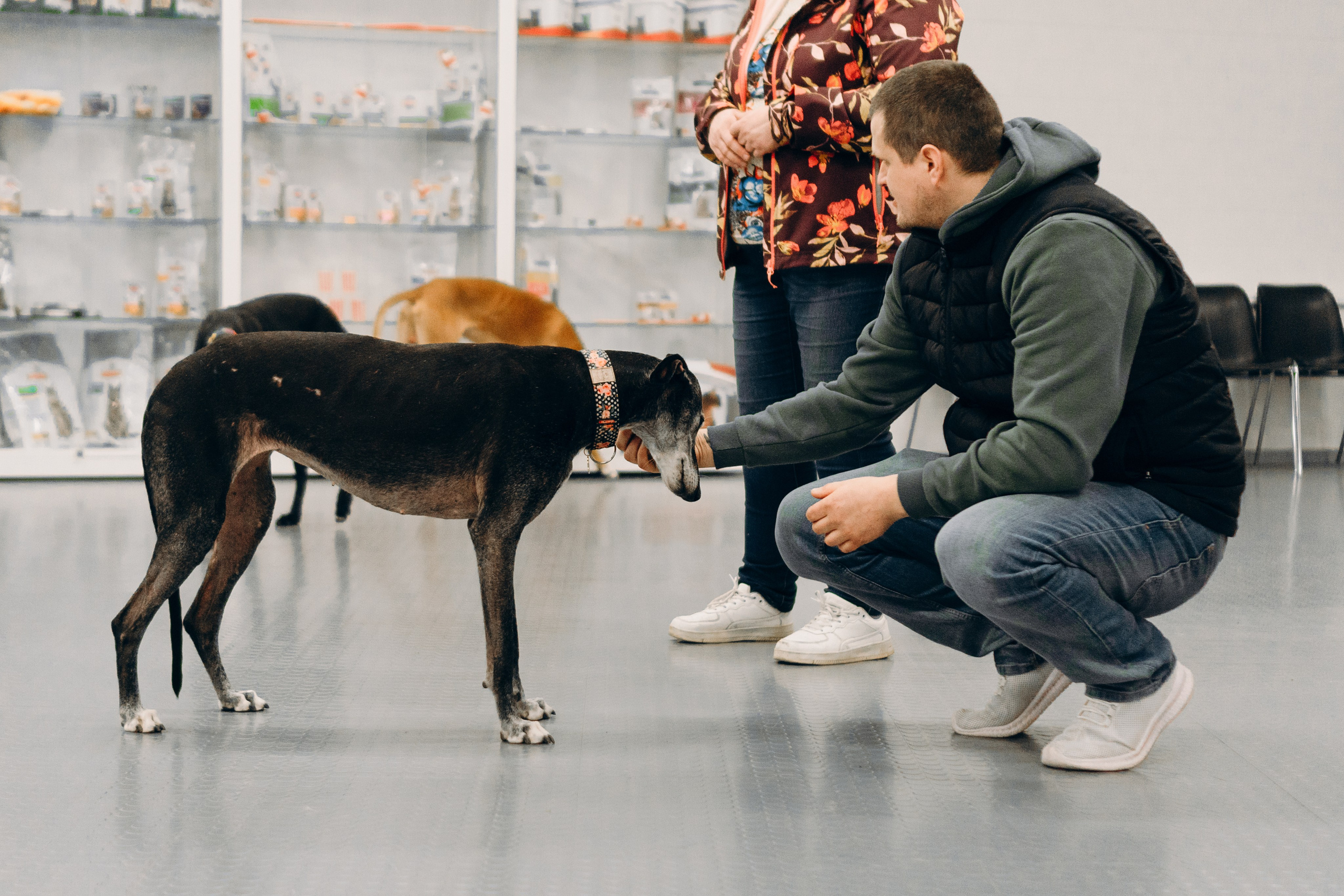 GalgoTreff / PetCity Rannamõisa, 13 apr. 2025. Kat Laisaar — Pet photographer in Tallinn