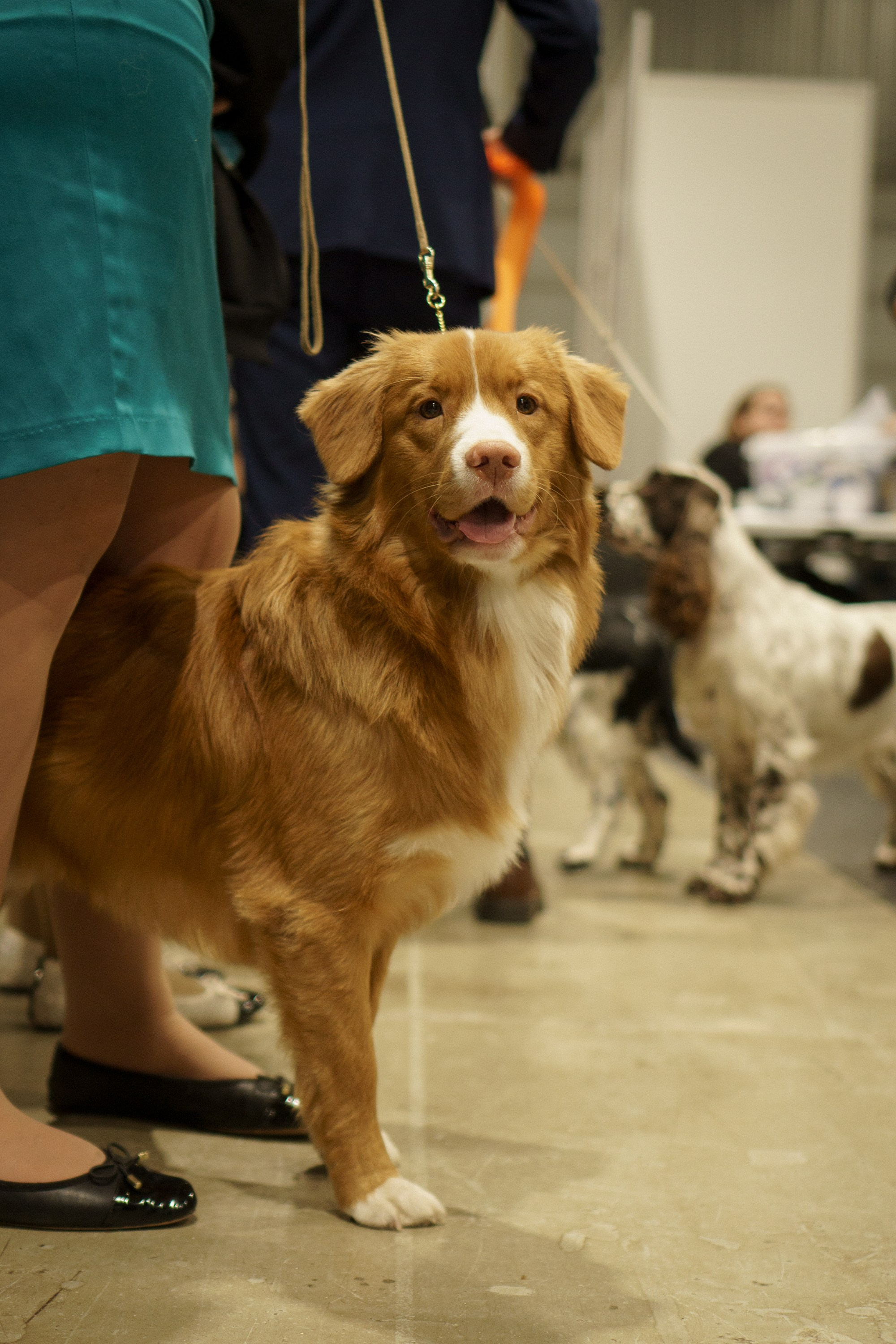 Tartu International Dog Show. Kat Laisaar — Pet photographer in Tallinn