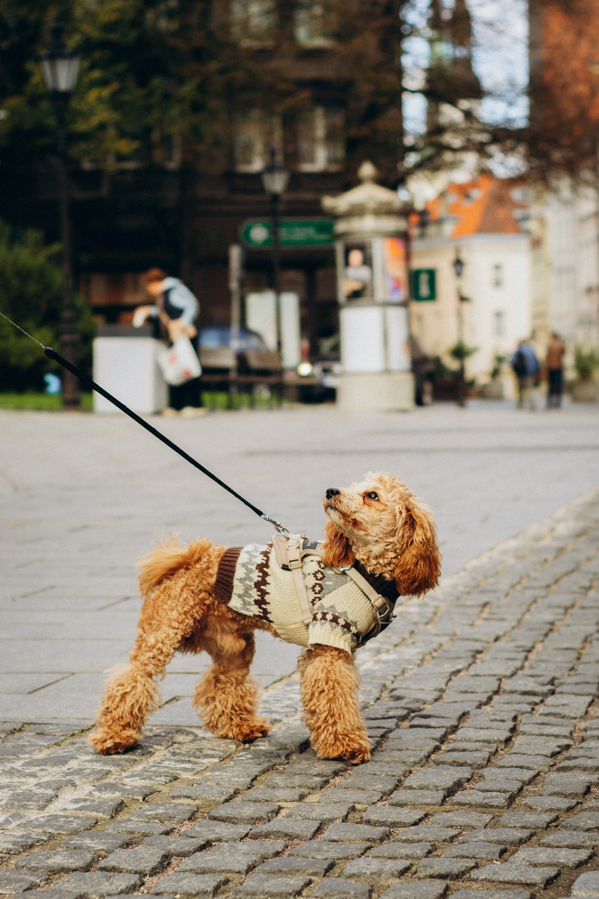 Dog Street Photography in Estonia. Kat Laisaar — Pet photographer in Tallinn