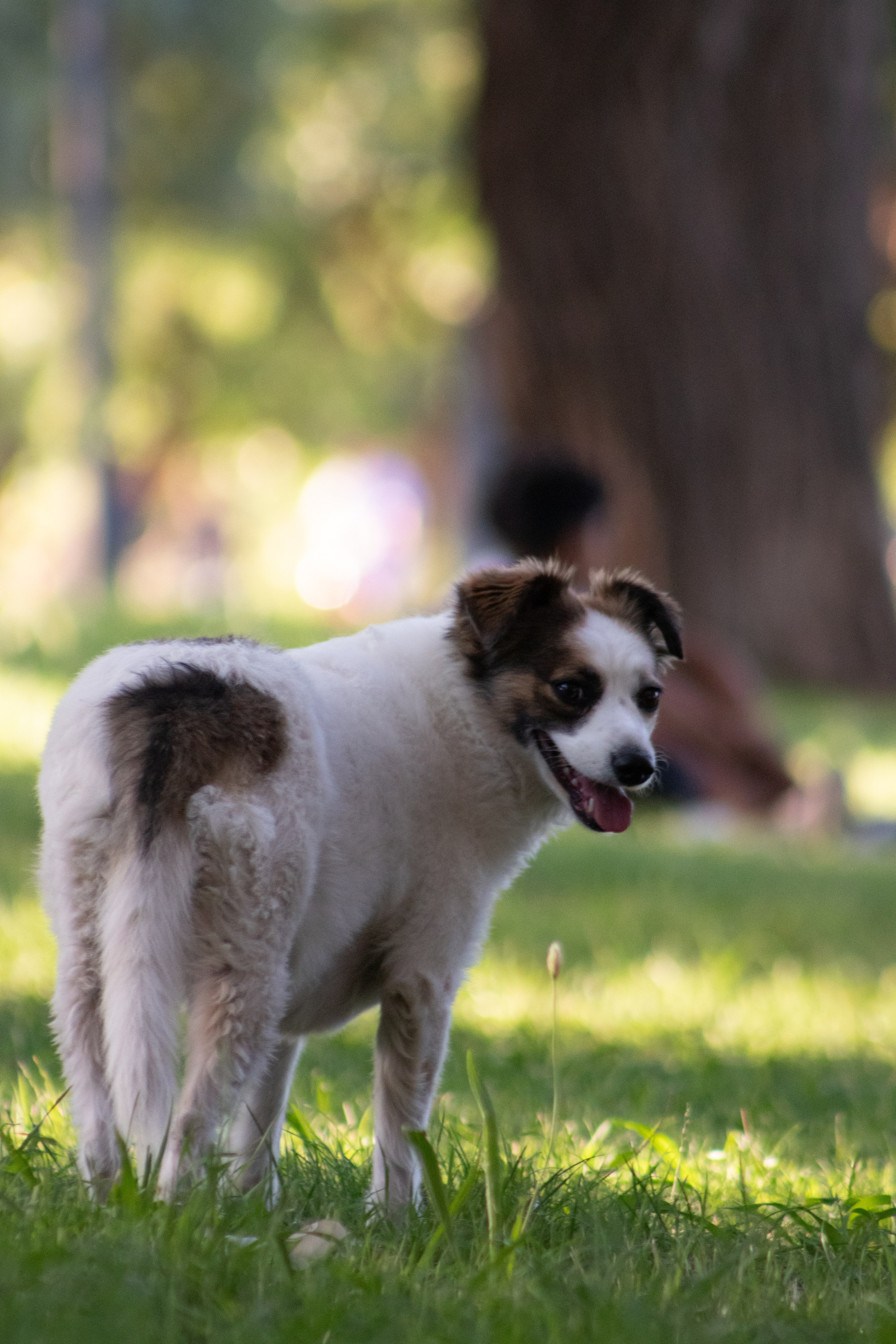 fotógrafo de mascotas mendoza