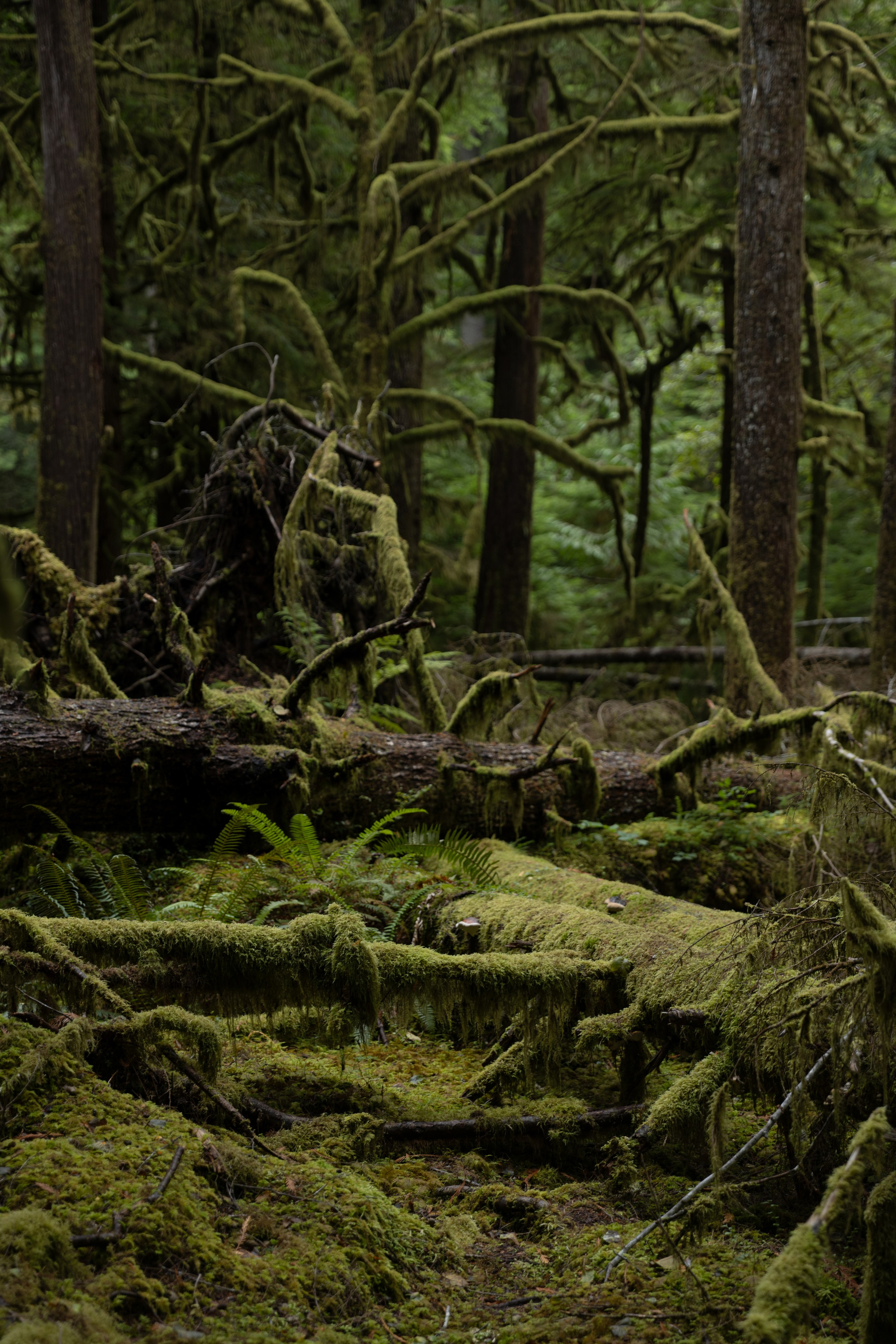 Twilight | Wallpapers. Photographer in Los Angeles. Julia Ishmuratova