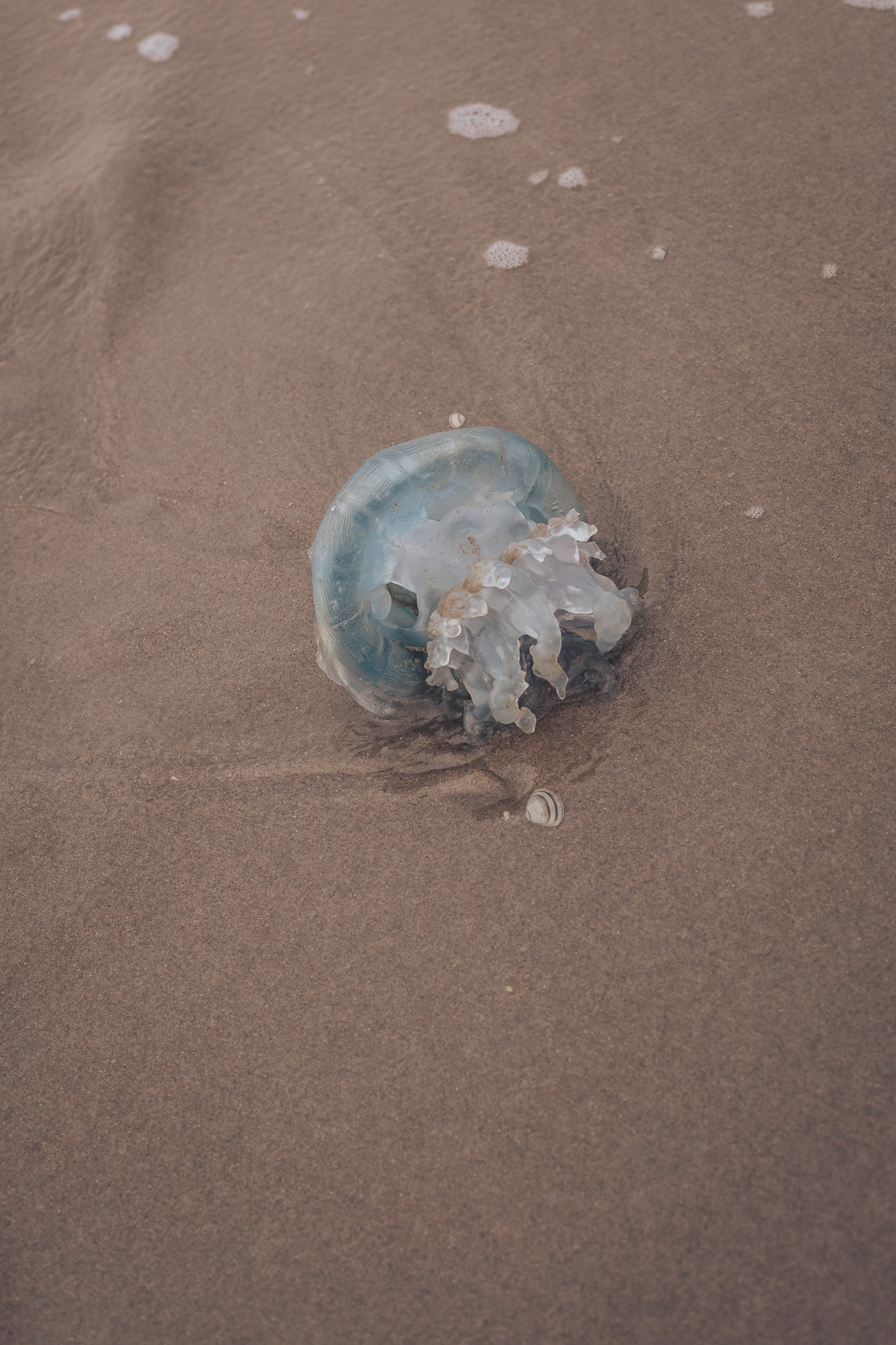 You can protect your peace. Amina Gunenc - bruiloft- en familie fotograaf in Nederland