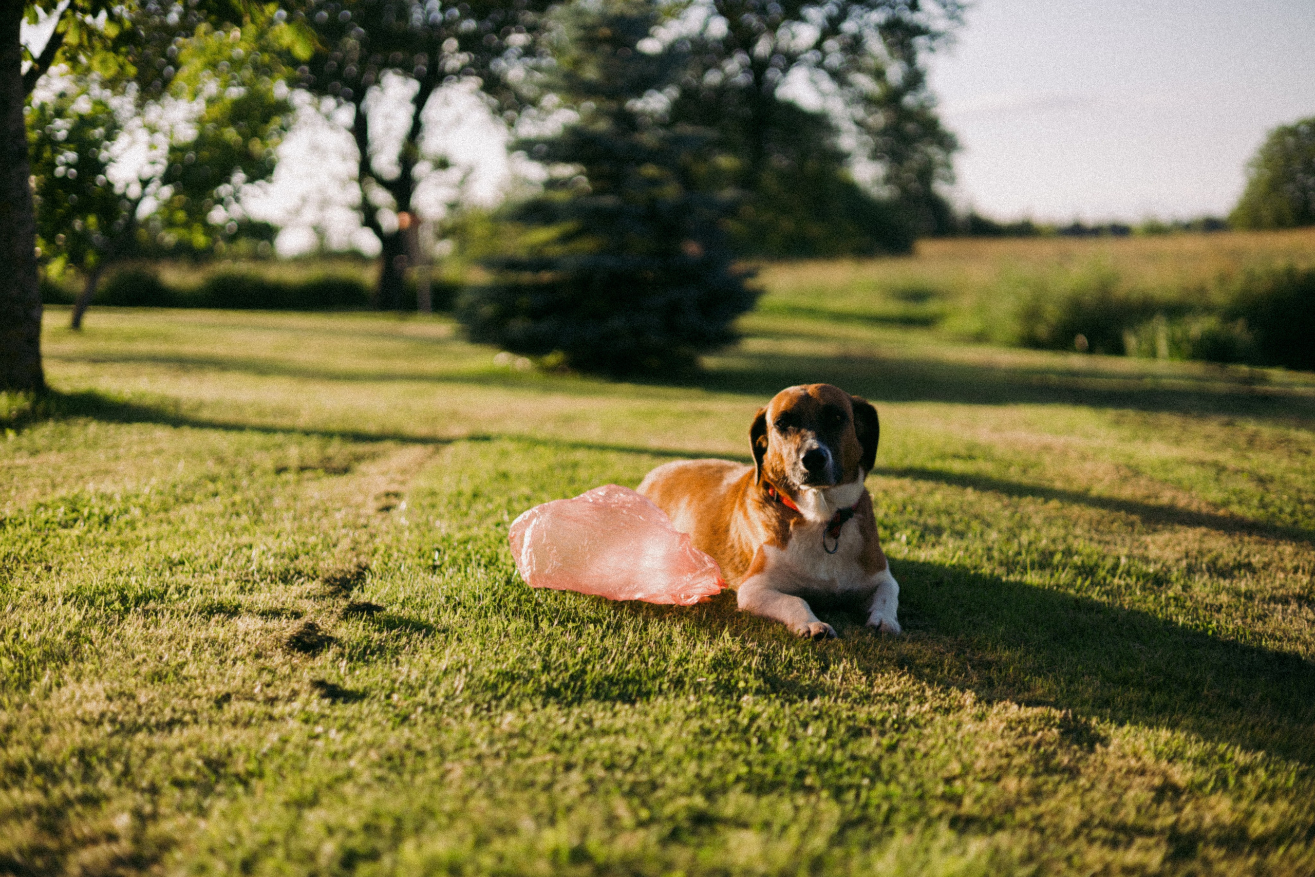 Vasara sode. Портретный фотограф Александра Самозванова