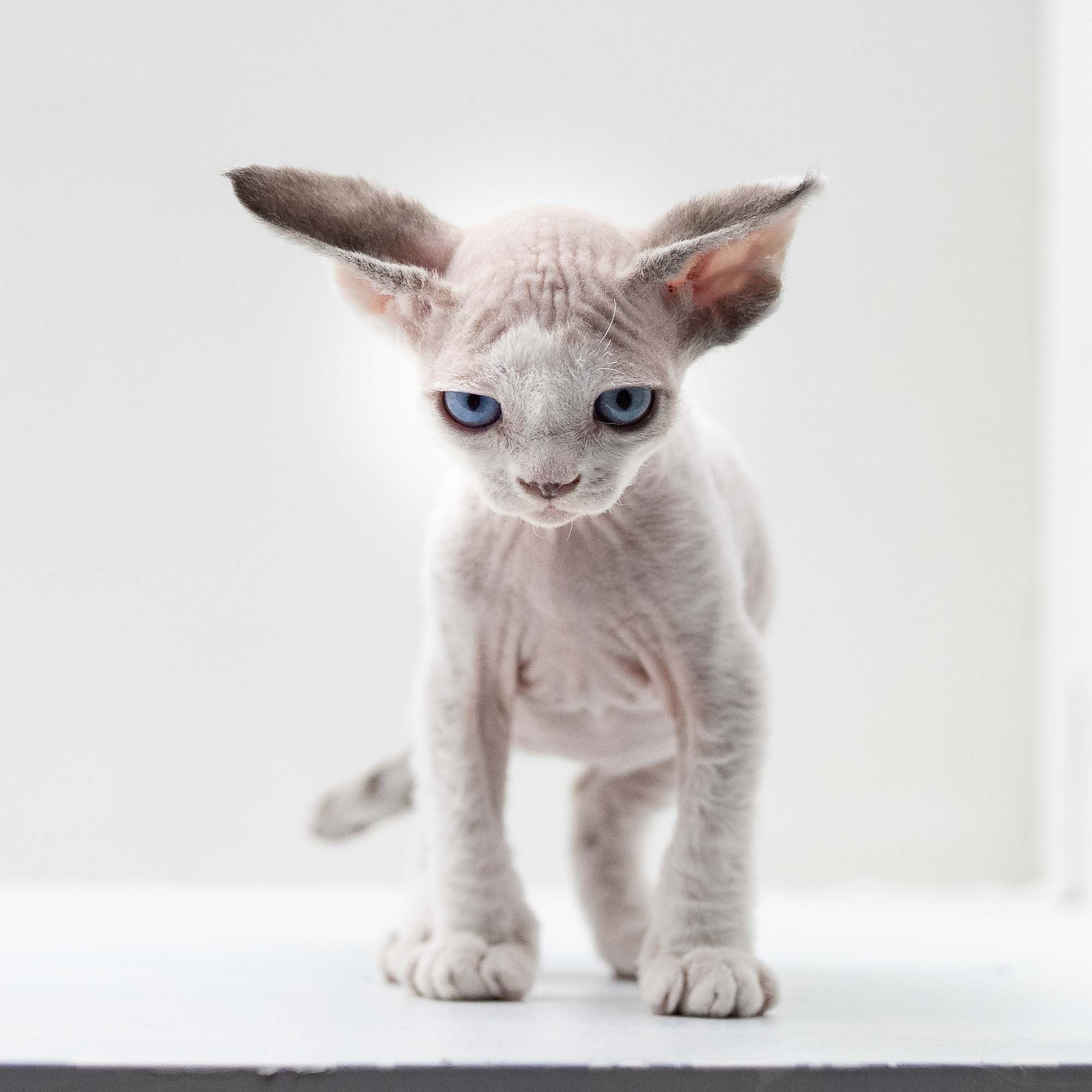 Frosttip, boy, born on 01.01.25. Devon Rex Pixie Cattery