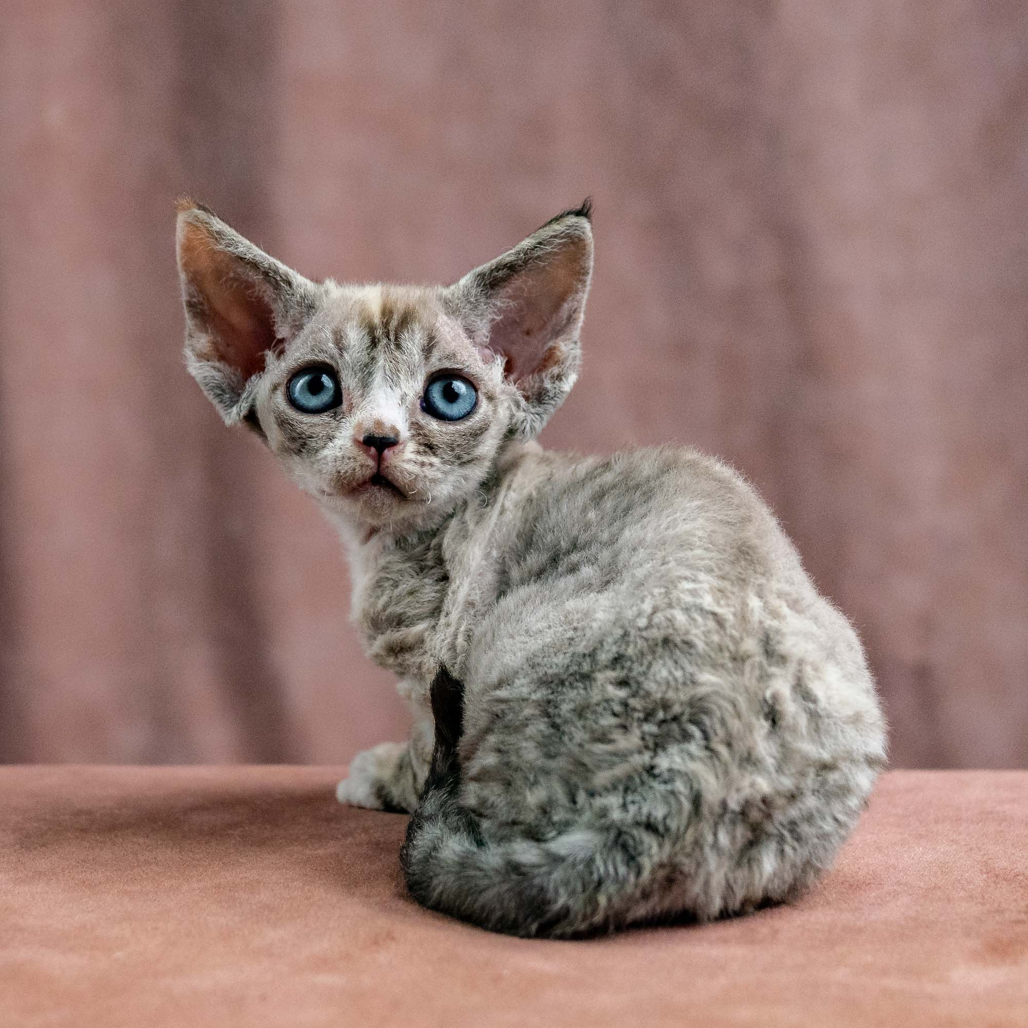 Kasia,  girl, born 07.02.2025. Devon Rex Pixie Cattery