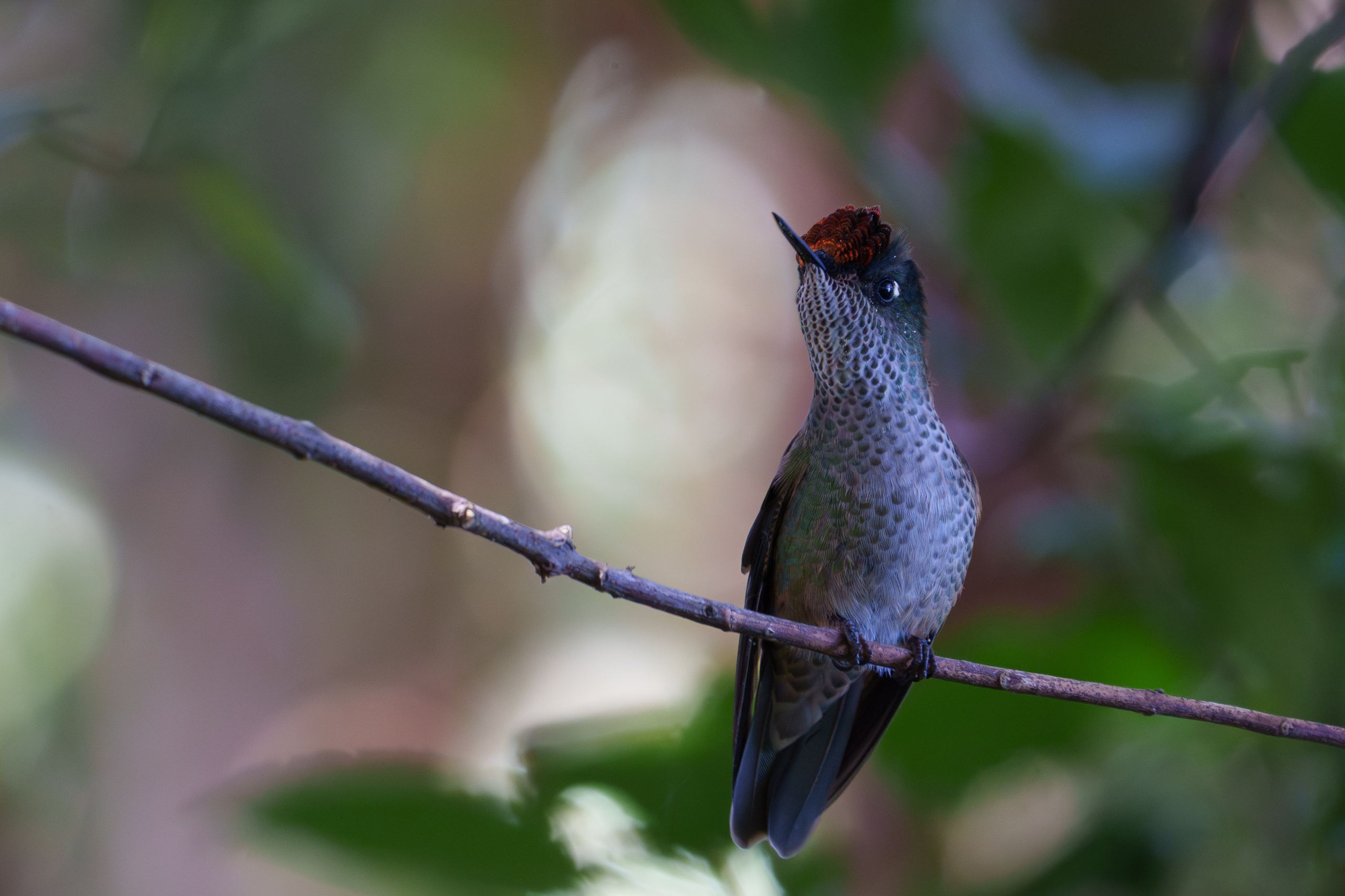 Fauna. Fotografía del día a día. Yuri Marín C